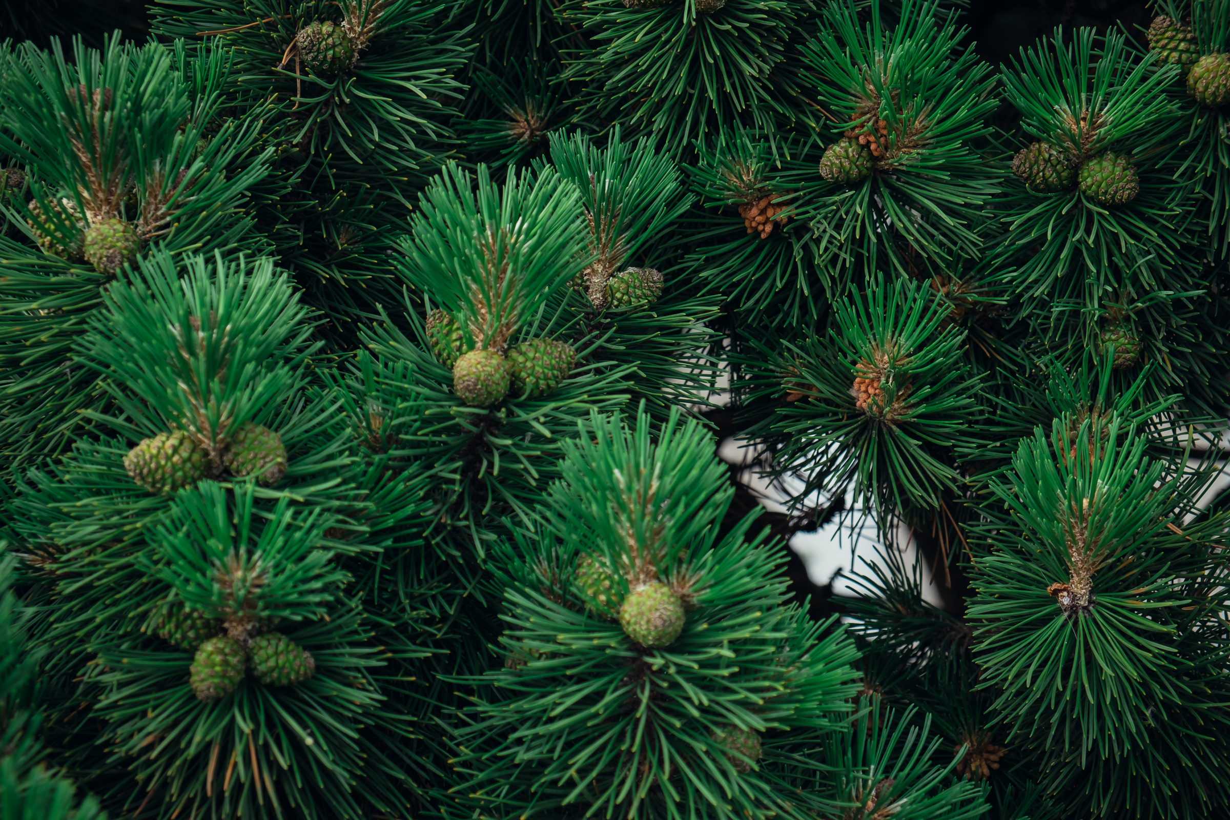 Главный ботанический сад. Видеограф и фотограф на свадьбу в Москве