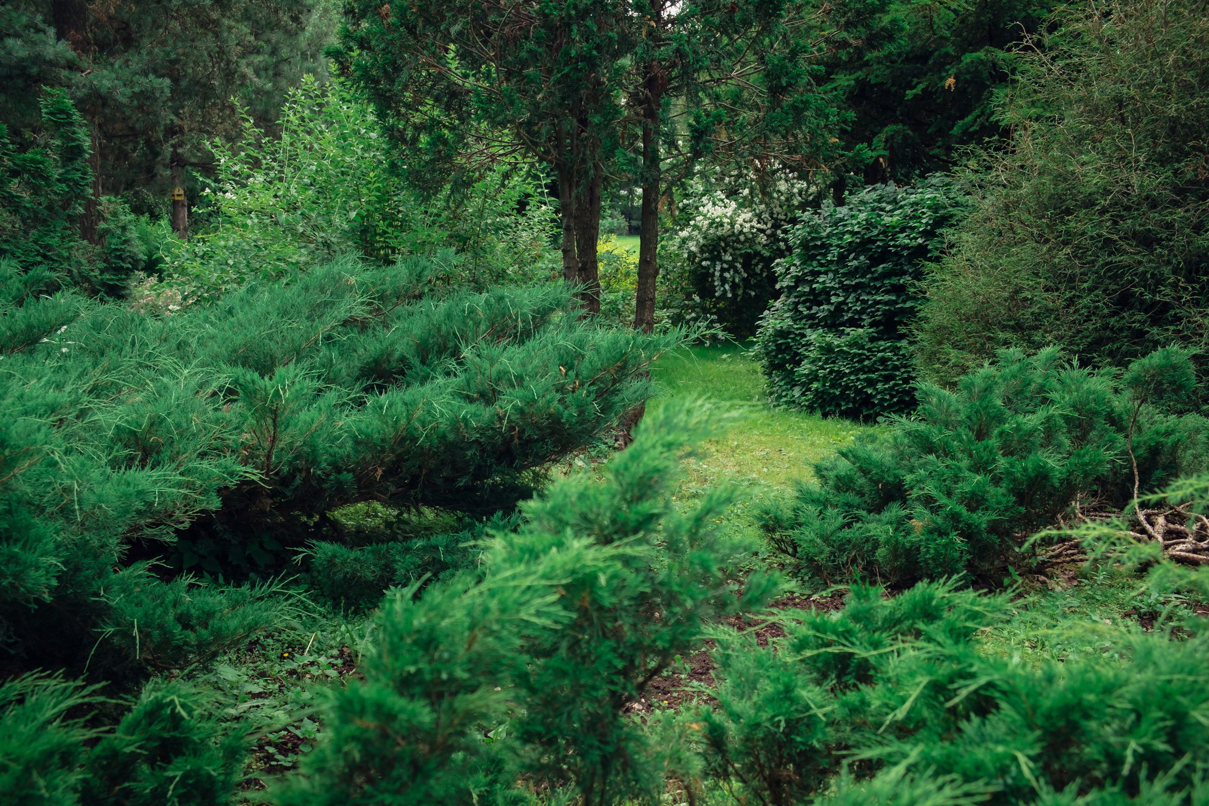 Главный ботанический сад. Видеограф и фотограф на свадьбу в Москве