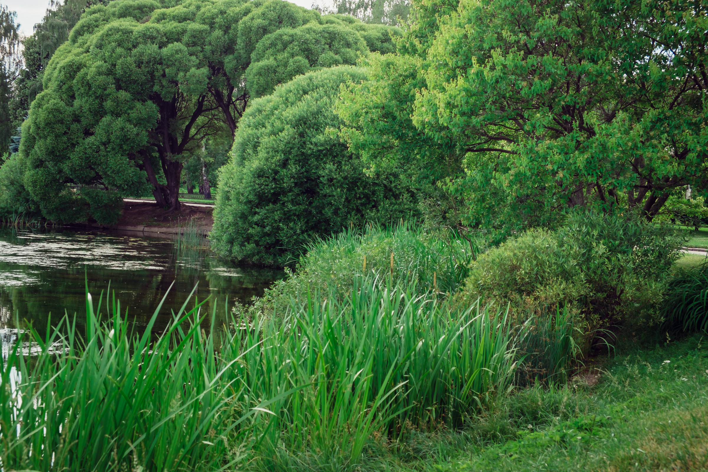 Главный ботанический сад. Видеограф и фотограф на свадьбу в Москве