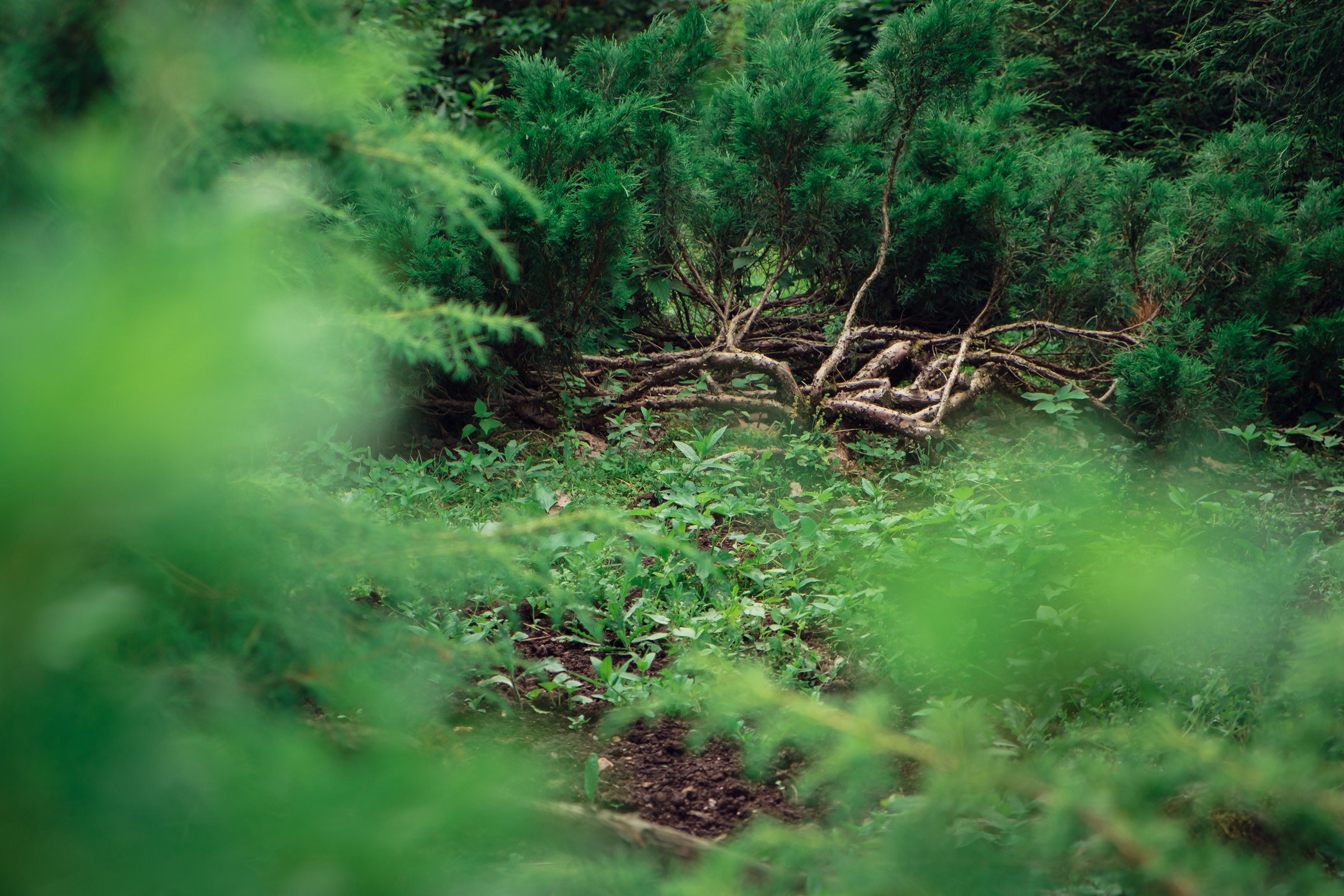 Главный ботанический сад. Видеограф и фотограф на свадьбу в Москве