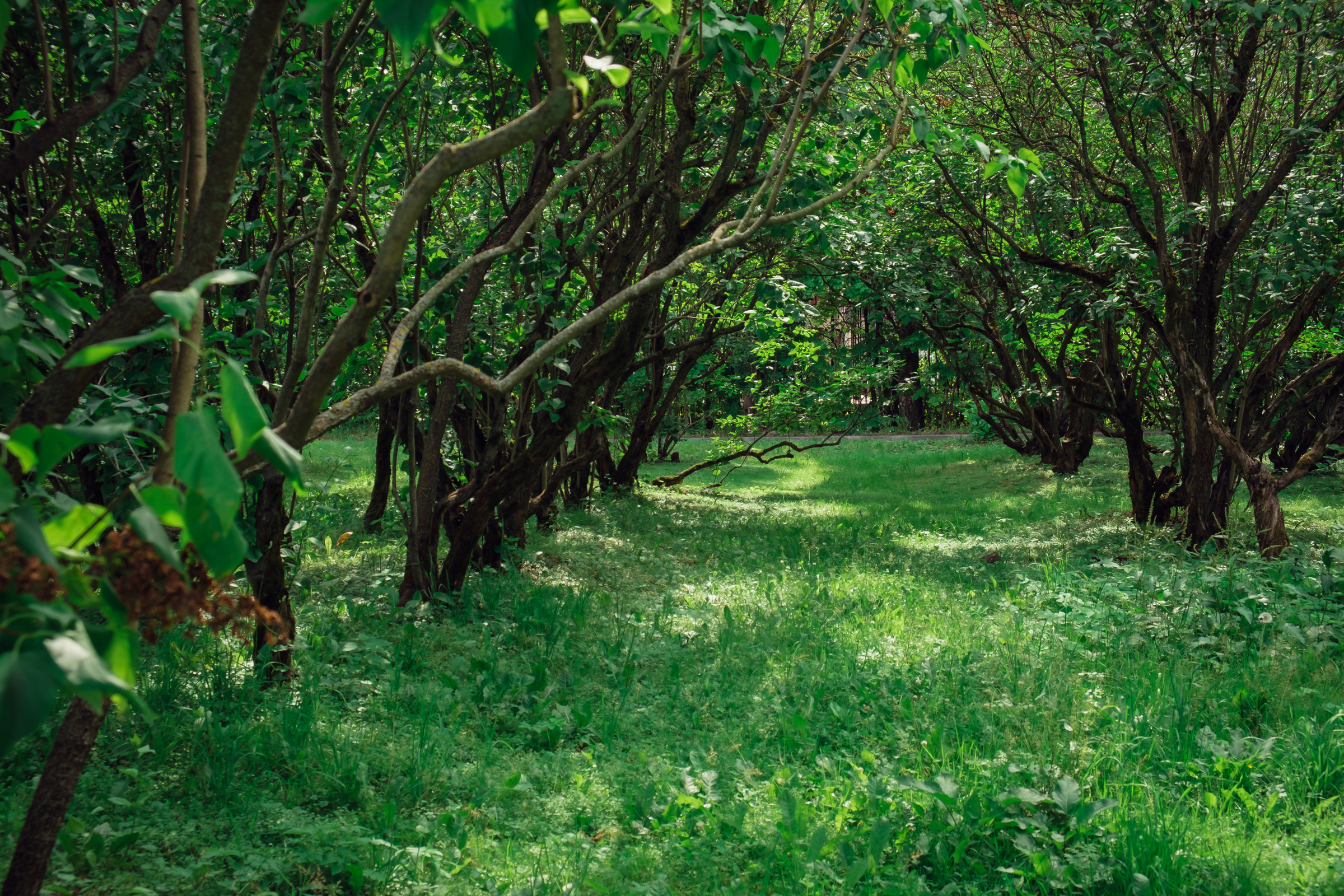Главный ботанический сад. Видеограф и фотограф на свадьбу в Москве