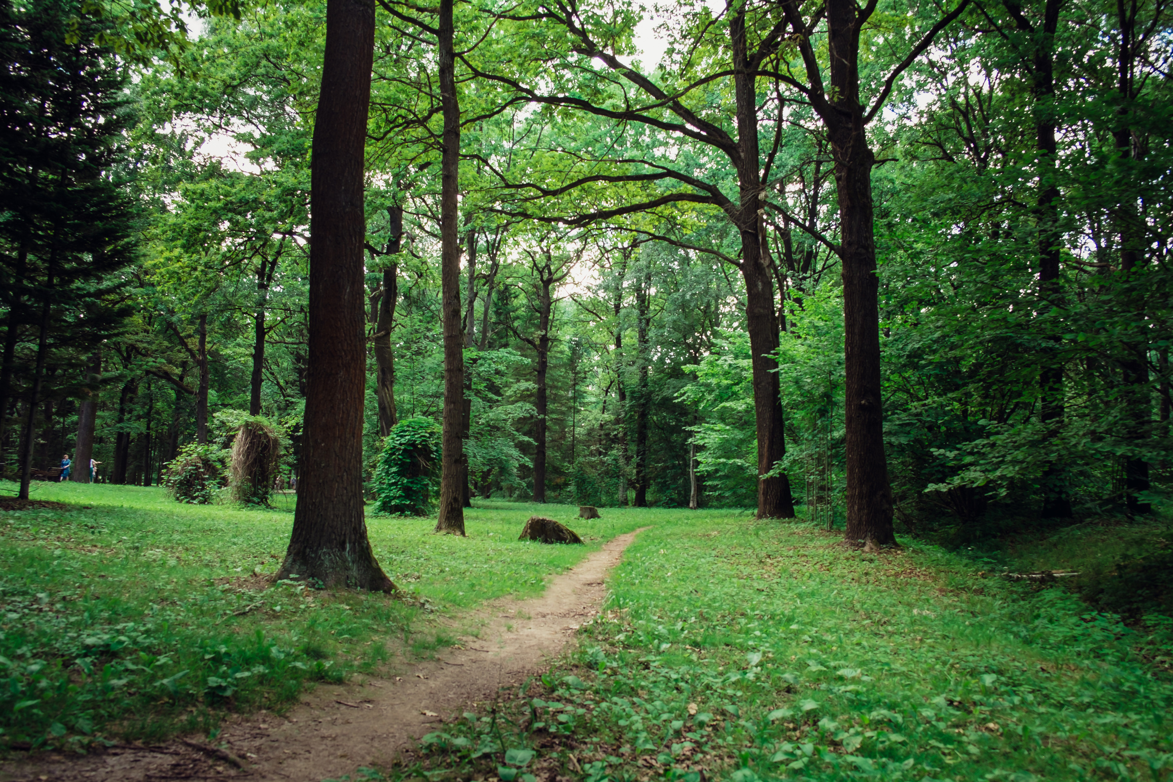 Главный ботанический сад. Видеограф и фотограф на свадьбу в Москве