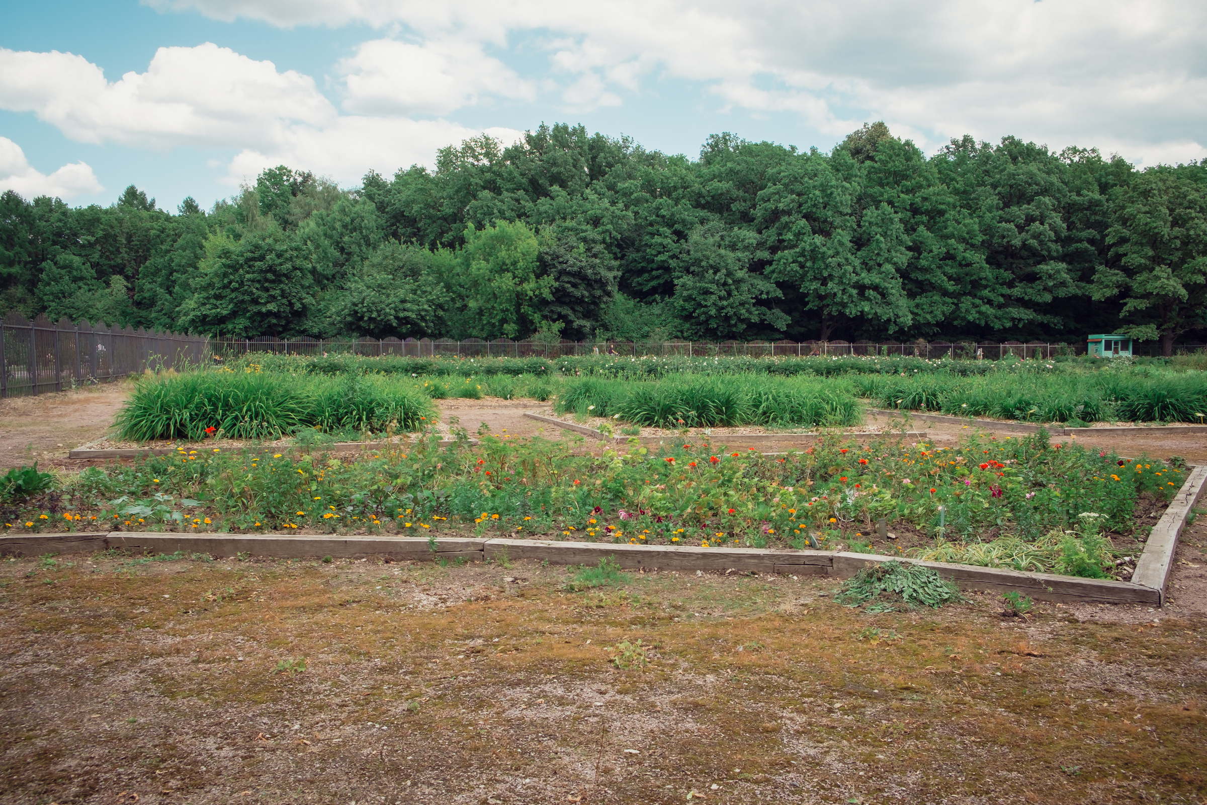 Главный ботанический сад. Видеограф и фотограф на свадьбу в Москве