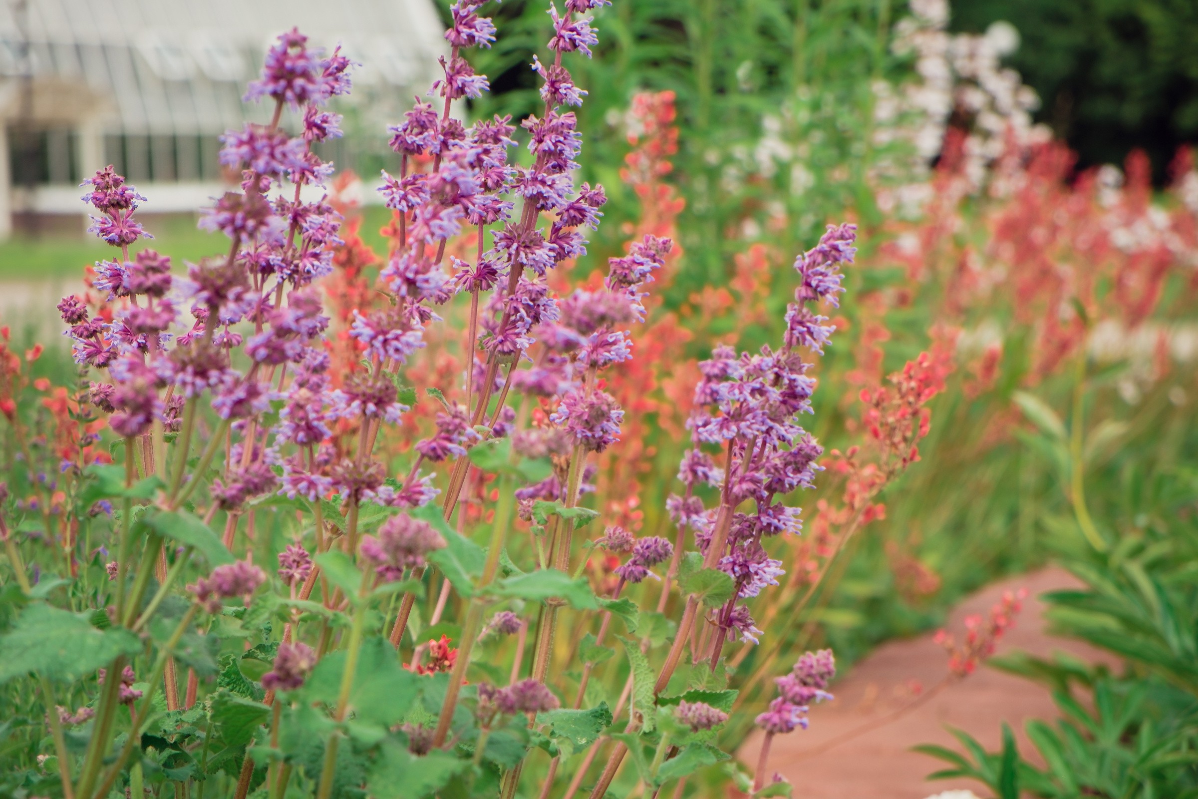 Главный ботанический сад. Видеограф и фотограф на свадьбу в Москве