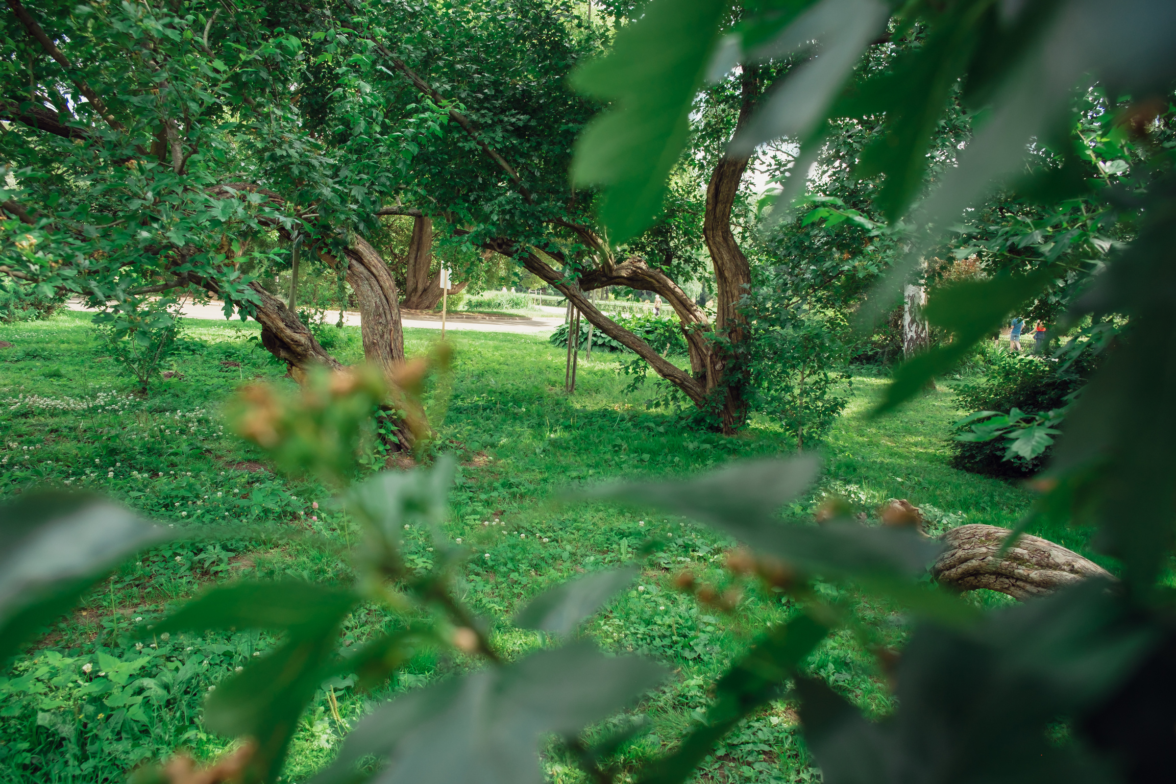 Главный ботанический сад. Видеограф и фотограф на свадьбу в Москве