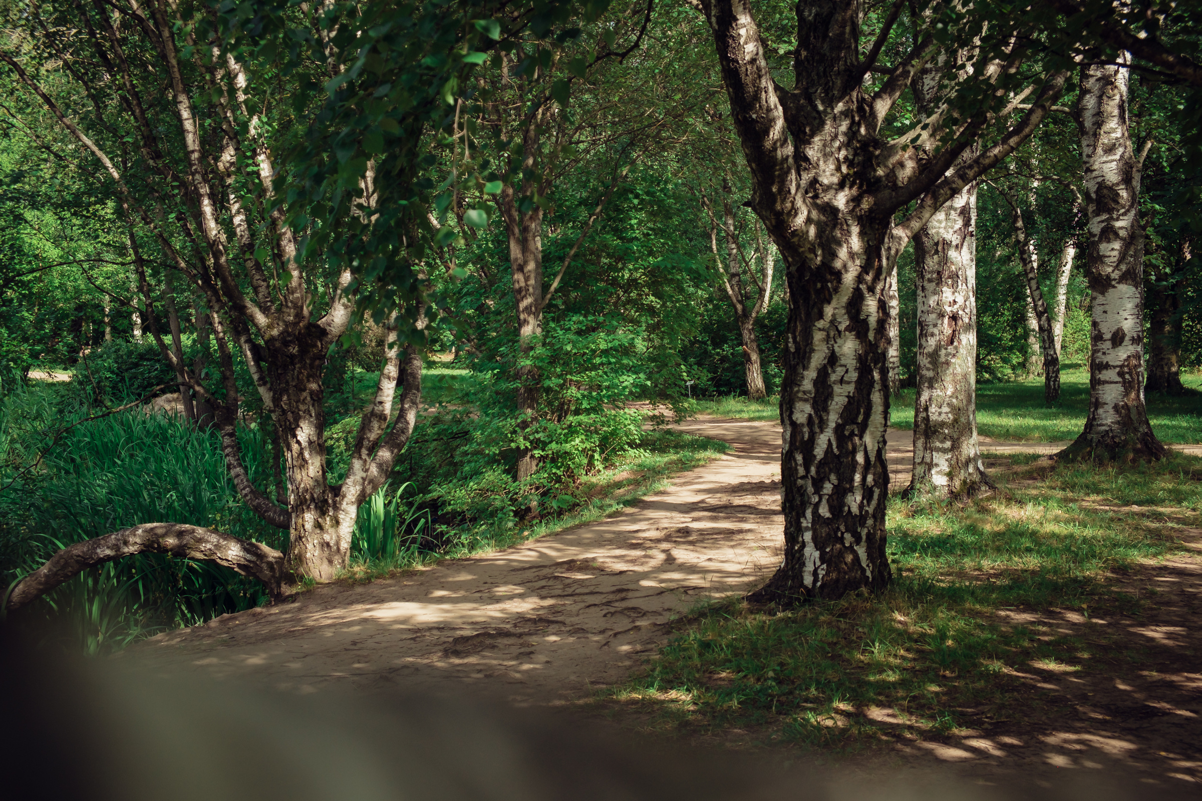 Главный ботанический сад. Видеограф и фотограф на свадьбу в Москве
