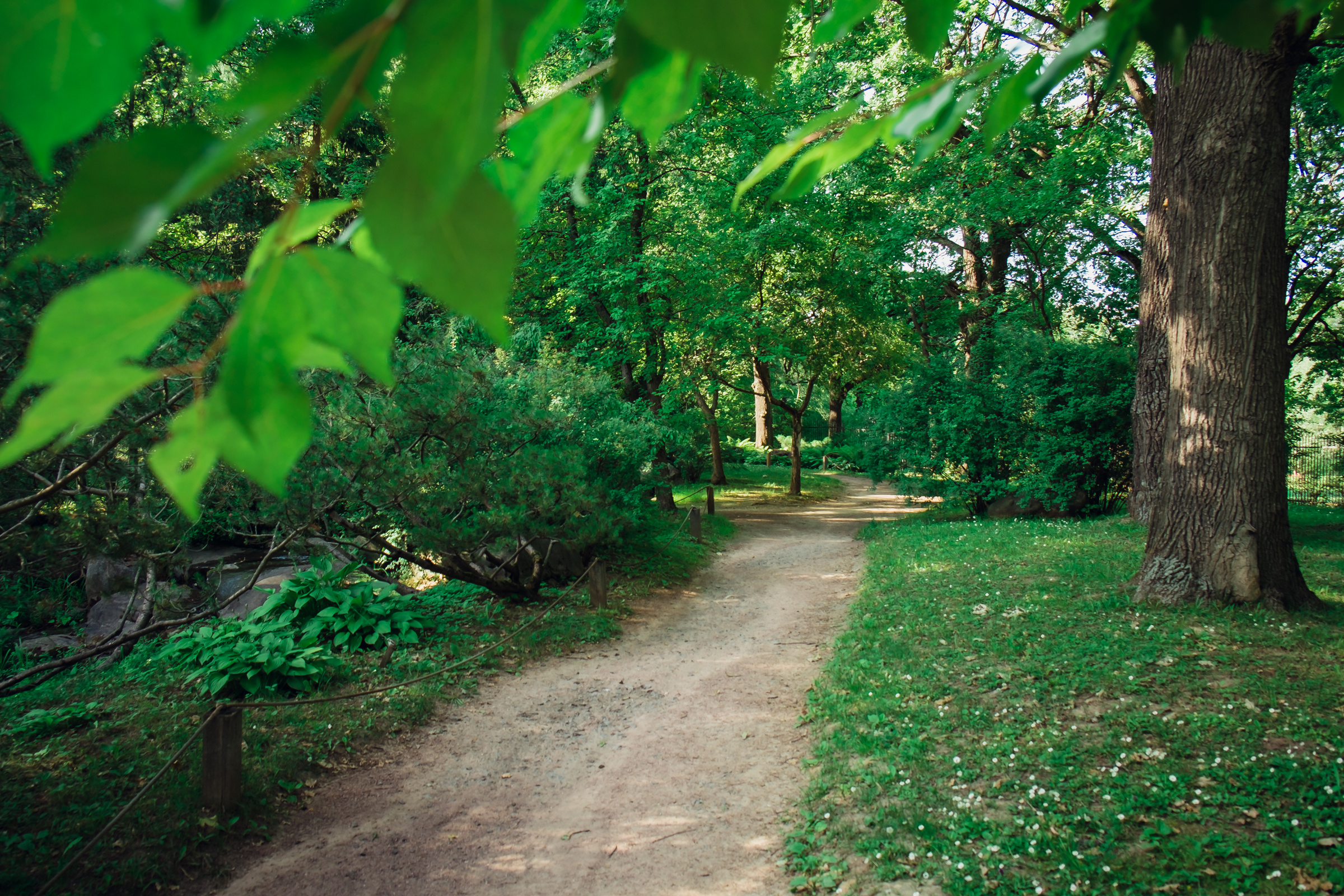Главный ботанический сад. Видеограф и фотограф на свадьбу в Москве