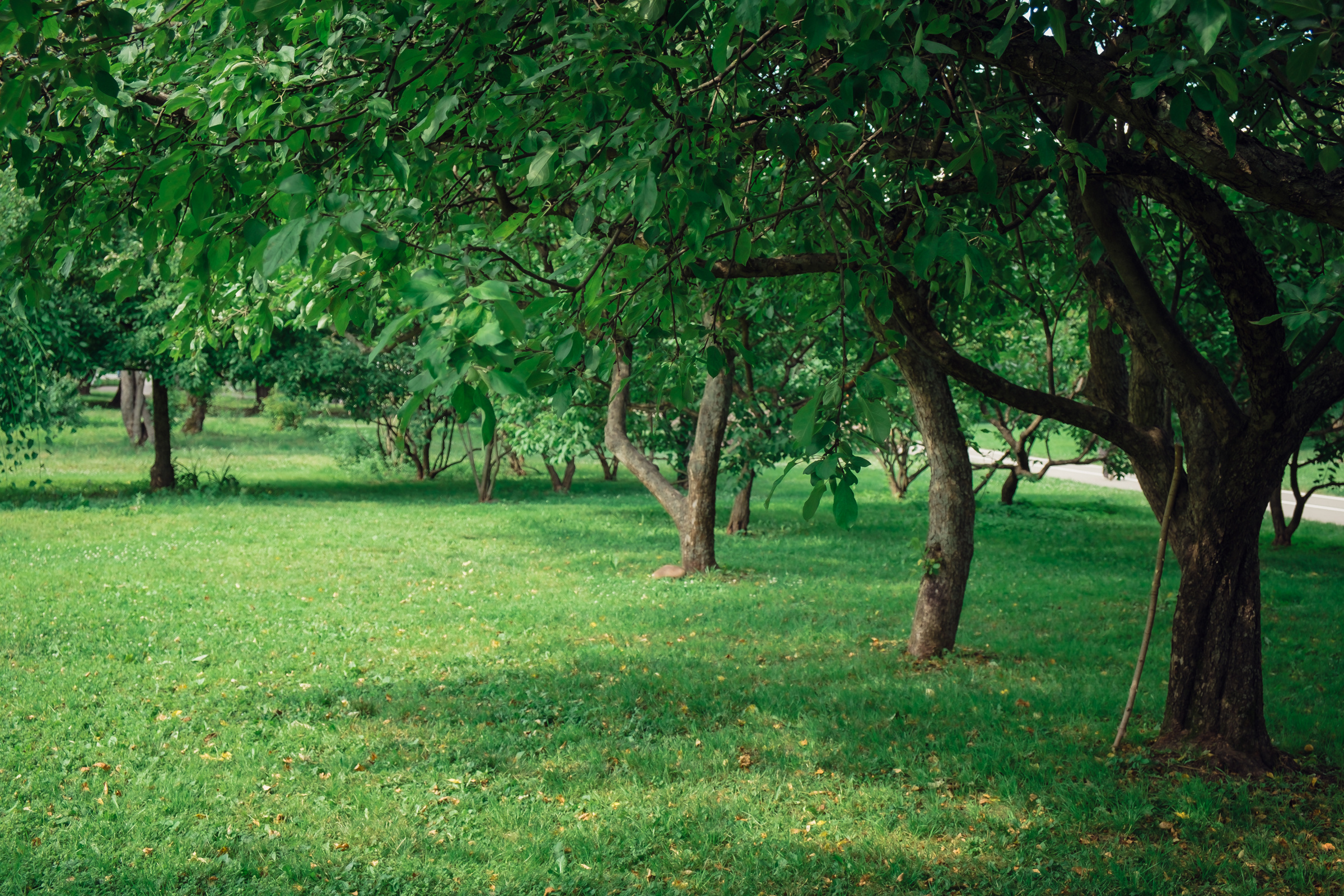 Главный ботанический сад. Видеограф и фотограф на свадьбу в Москве