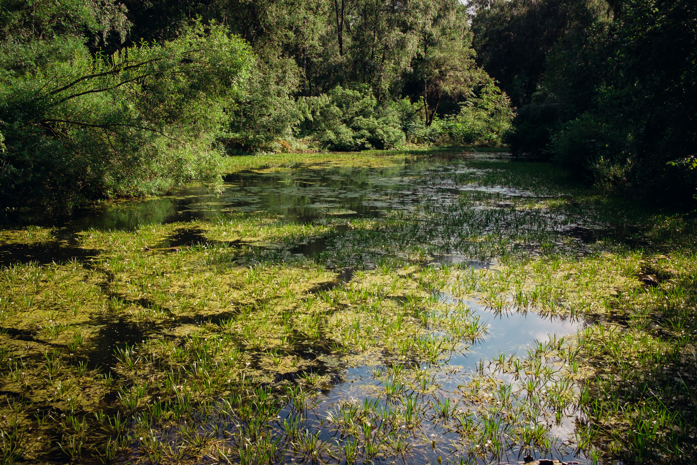 Главный ботанический сад. Видеограф и фотограф на свадьбу в Москве