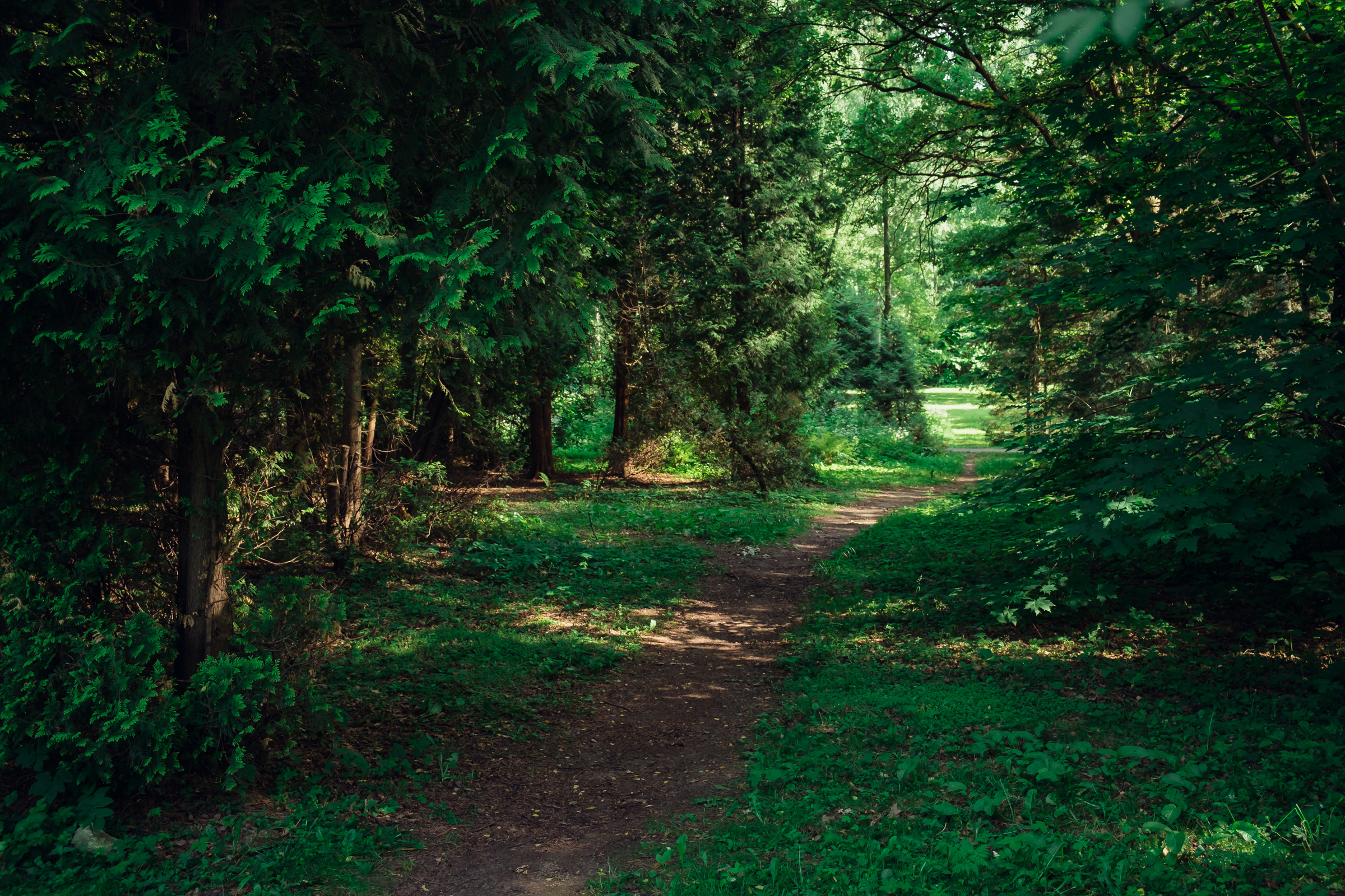 Главный ботанический сад. Видеограф и фотограф на свадьбу в Москве