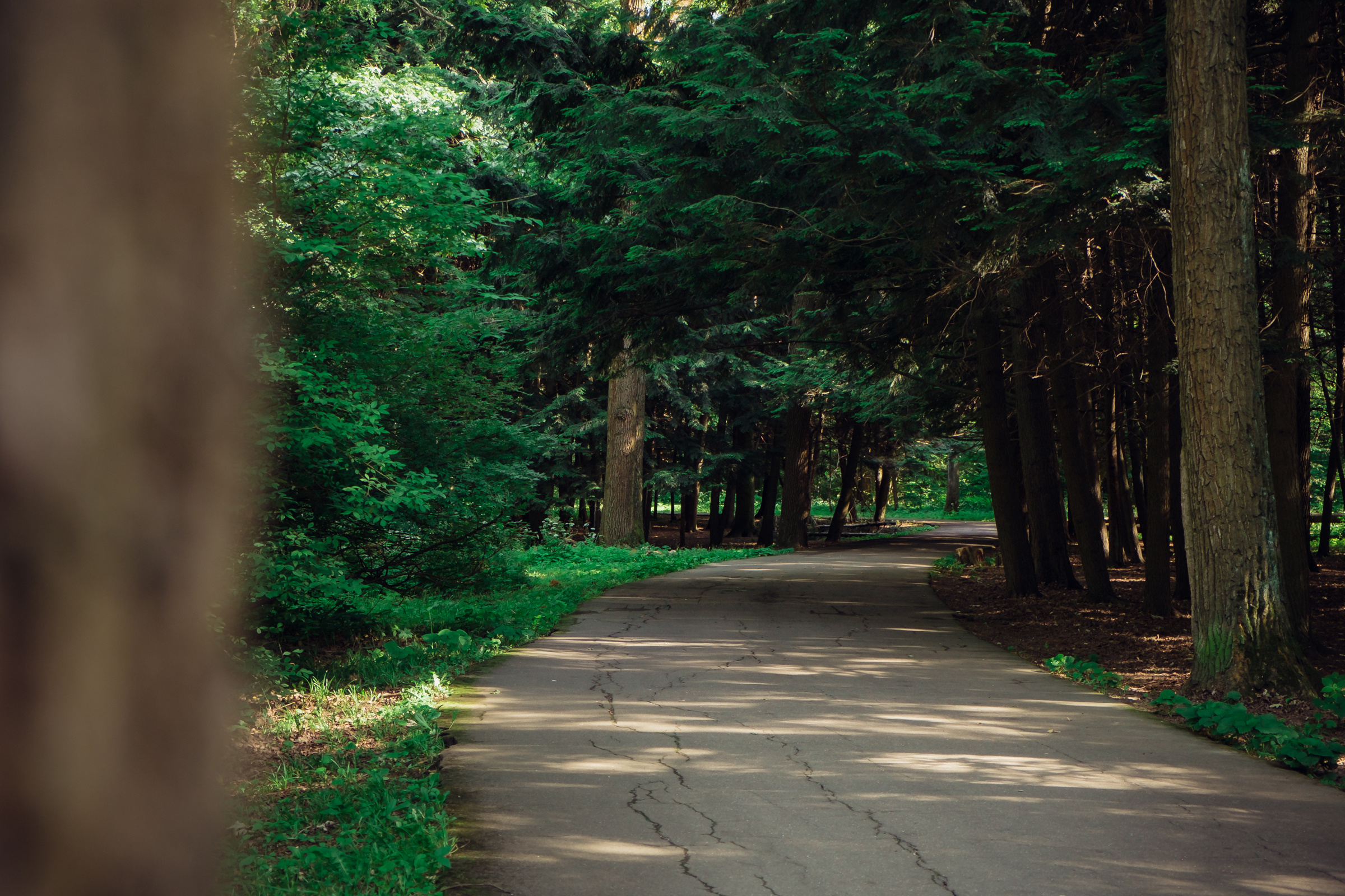 Главный ботанический сад. Видеограф и фотограф на свадьбу в Москве