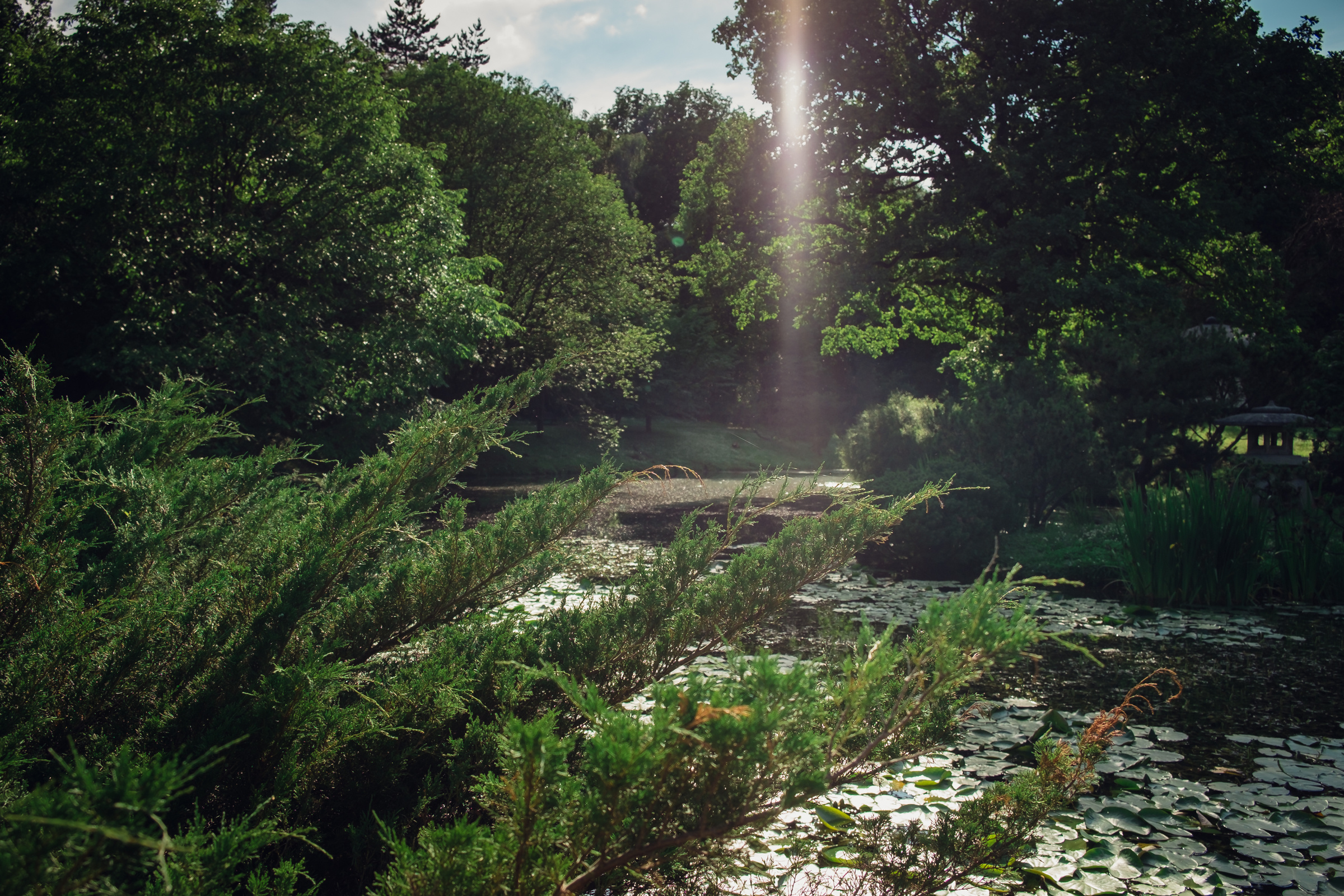 Главный ботанический сад. Видеограф и фотограф на свадьбу в Москве