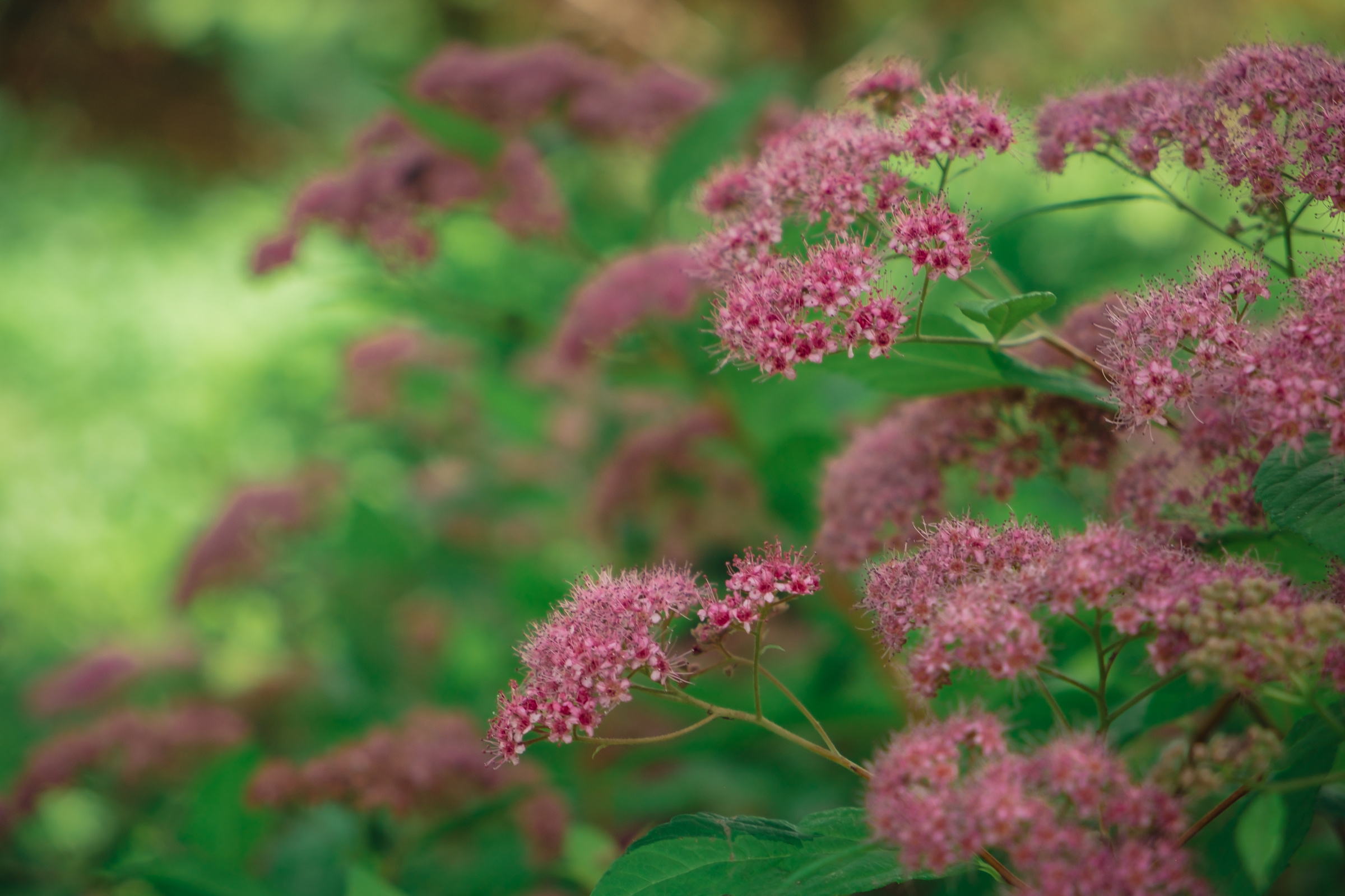Главный ботанический сад. Видеограф и фотограф на свадьбу в Москве