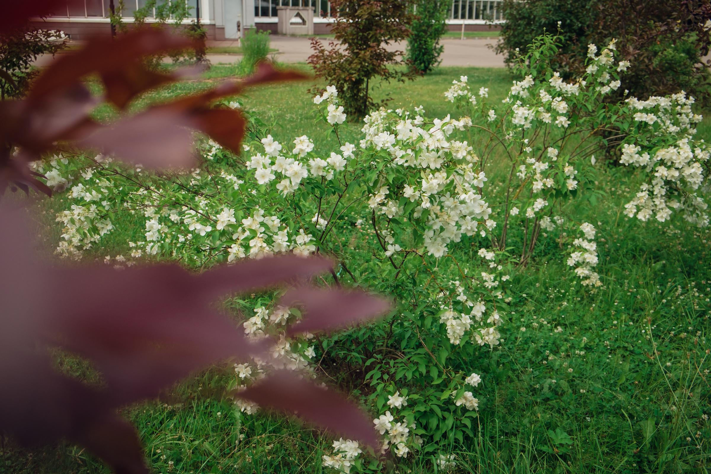 Главный ботанический сад. Видеограф и фотограф на свадьбу в Москве