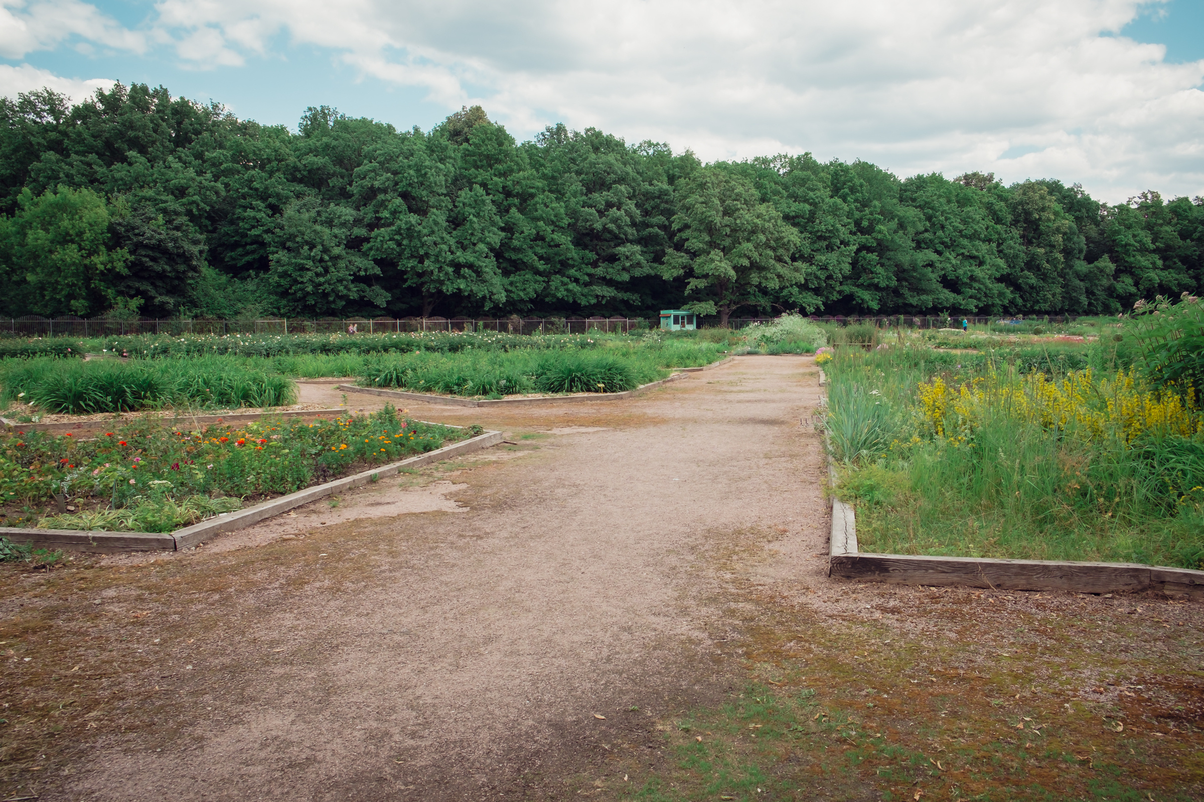 Главный ботанический сад. Видеограф и фотограф на свадьбу в Москве