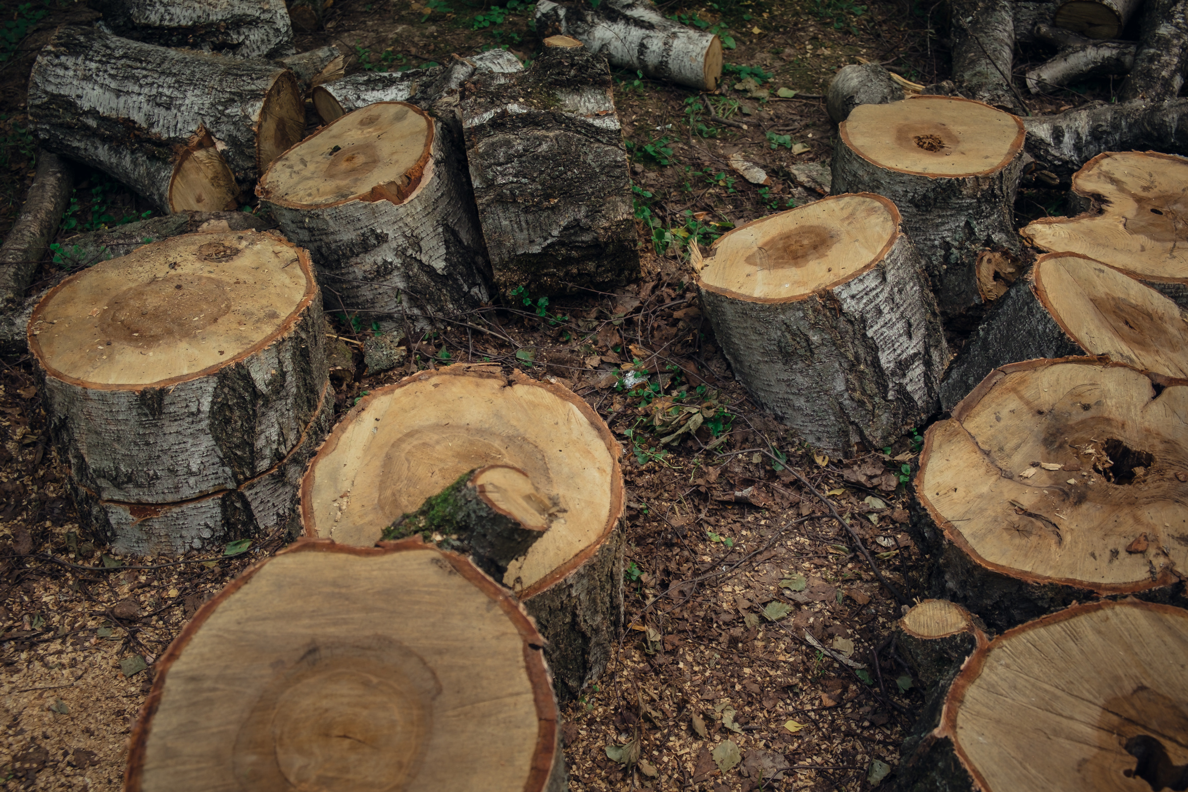 Главный ботанический сад. Видеограф и фотограф на свадьбу в Москве