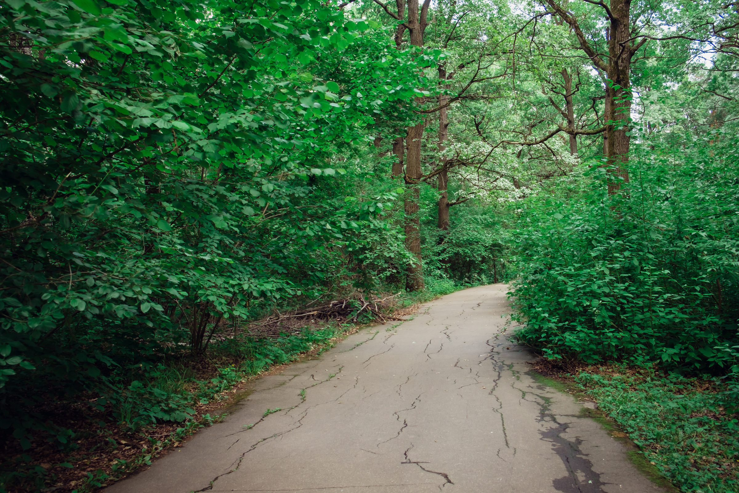 Главный ботанический сад. Видеограф и фотограф на свадьбу в Москве