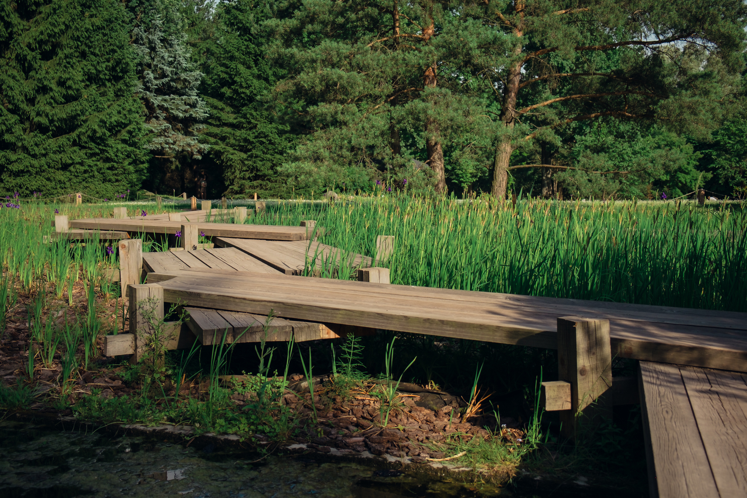 Главный ботанический сад. Видеограф и фотограф на свадьбу в Москве