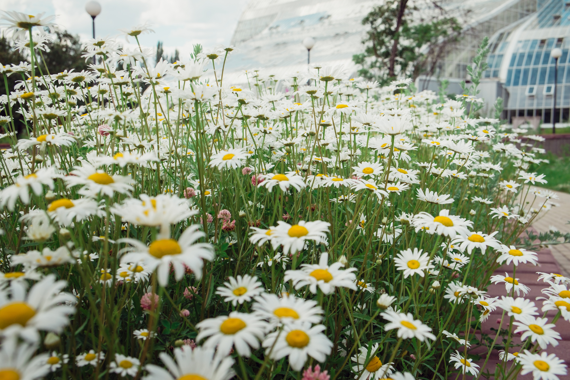 Главный ботанический сад. Видеограф и фотограф на свадьбу в Москве