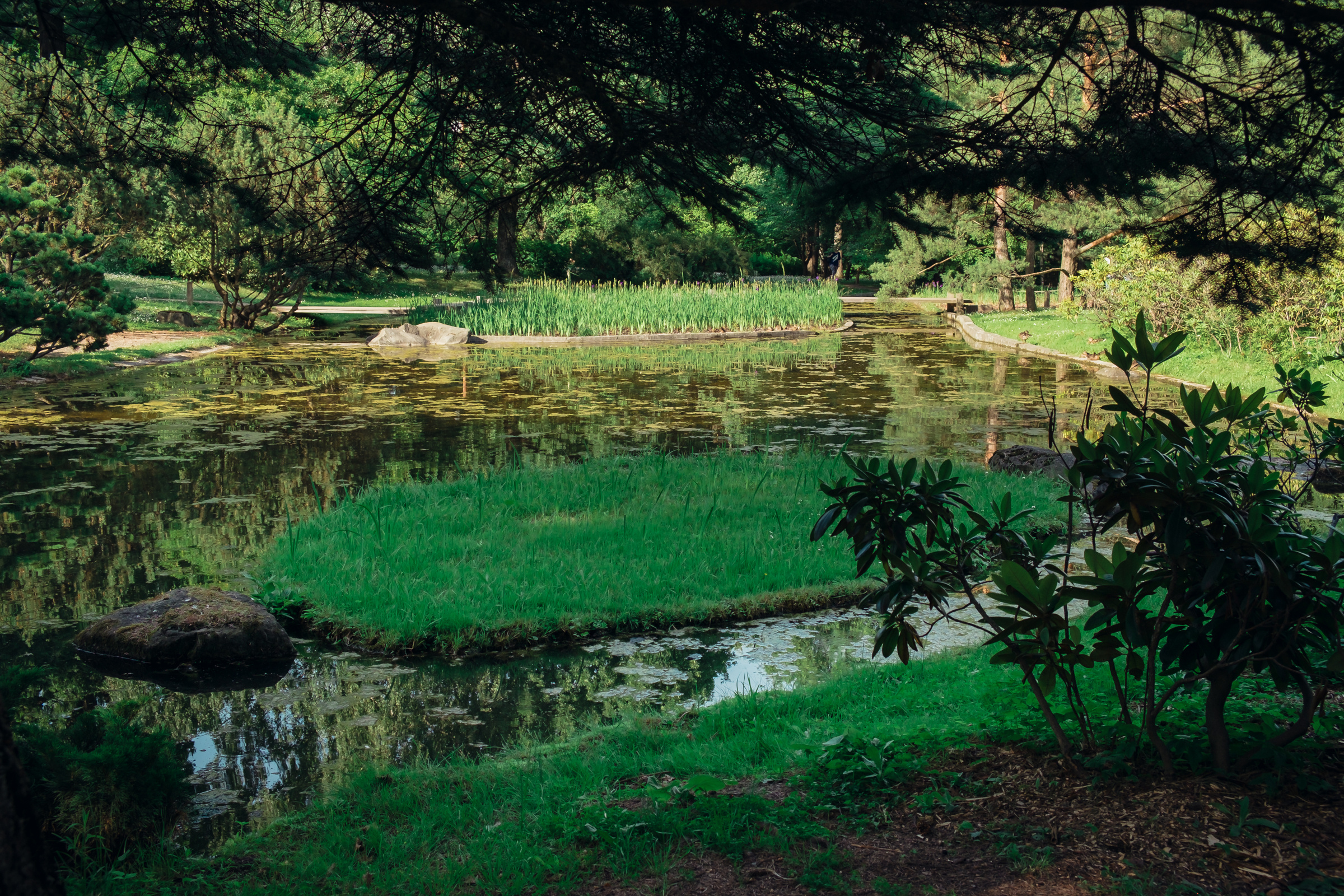 Главный ботанический сад. Видеограф и фотограф на свадьбу в Москве