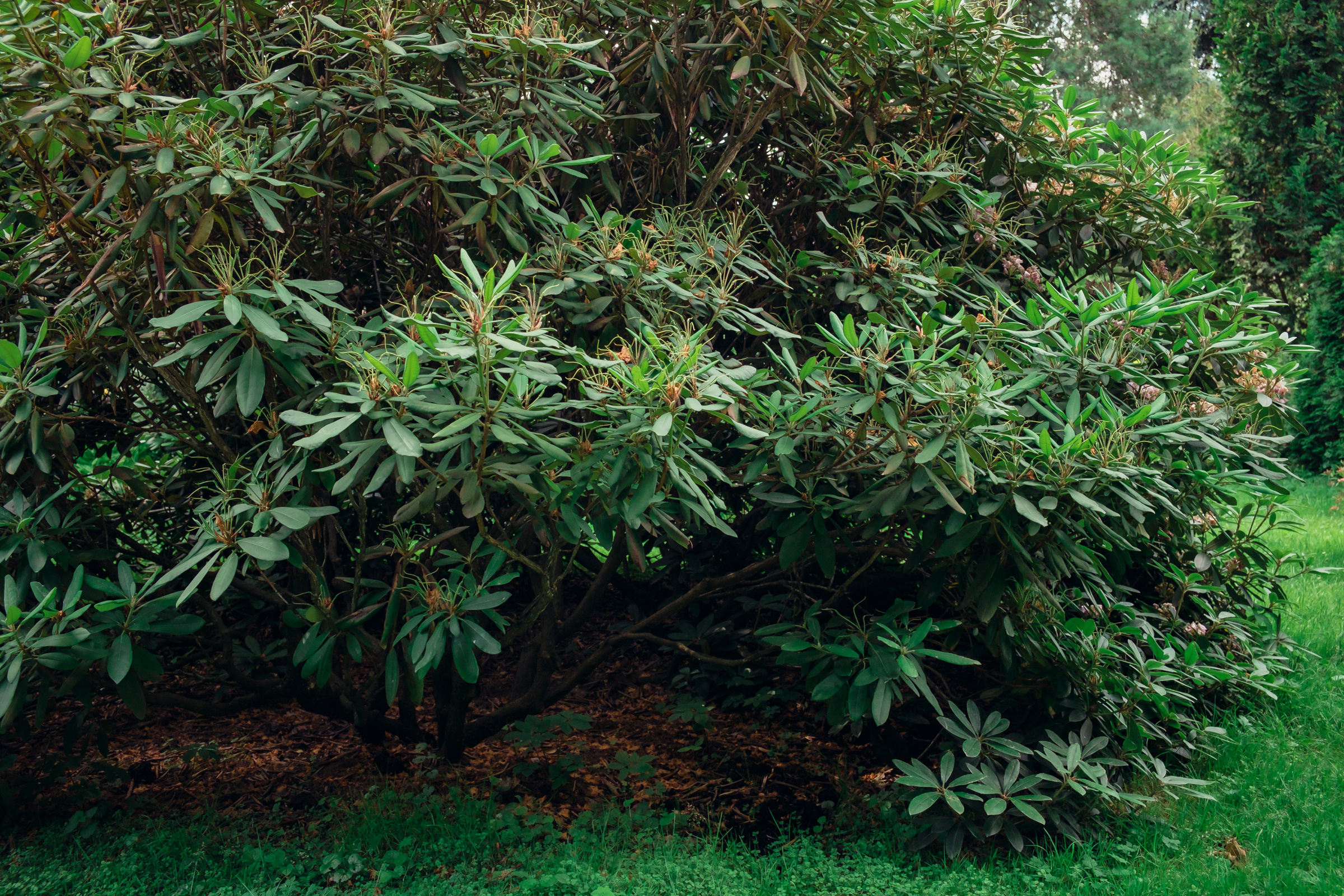 Главный ботанический сад. Видеограф и фотограф на свадьбу в Москве