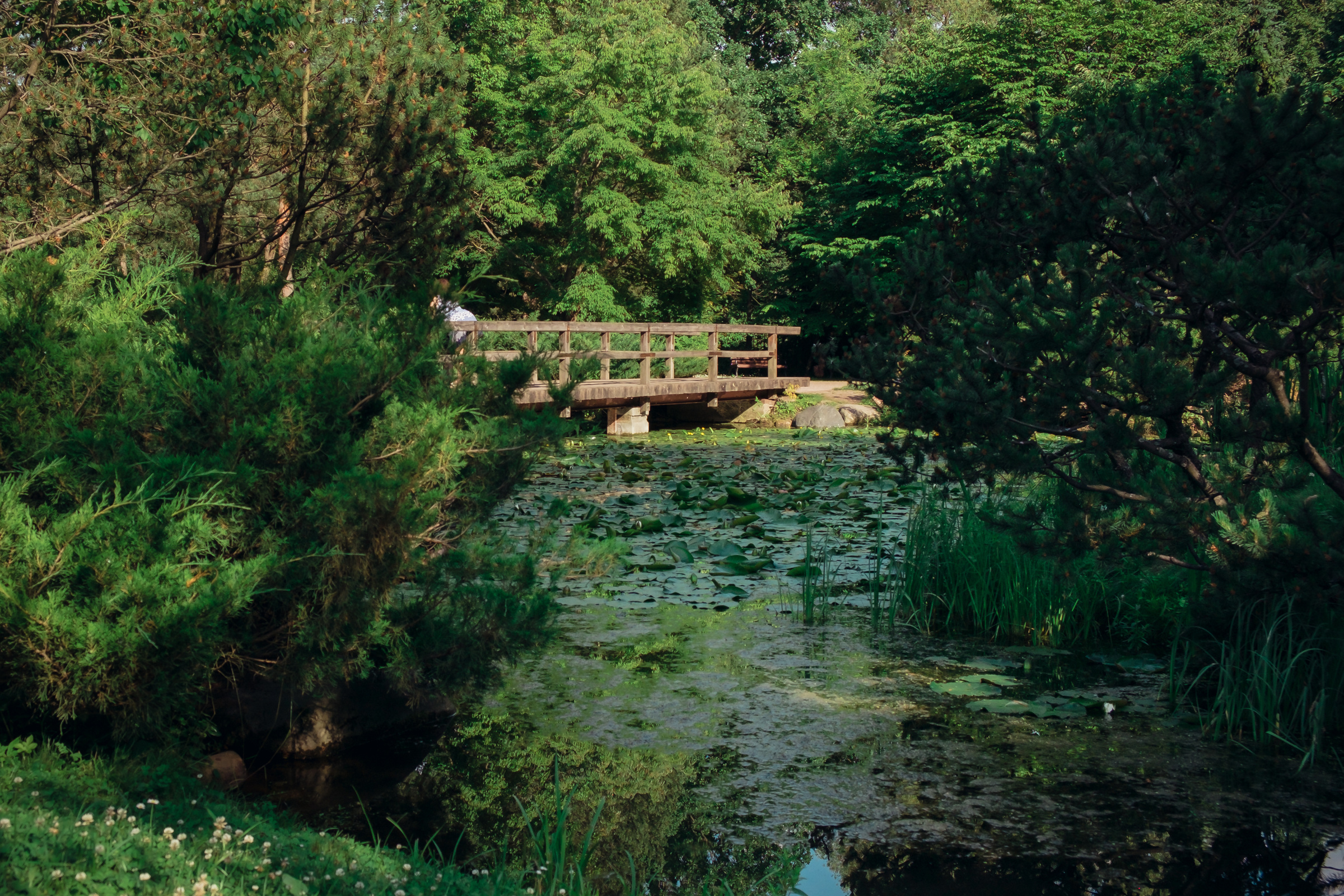 Главный ботанический сад. Видеограф и фотограф на свадьбу в Москве