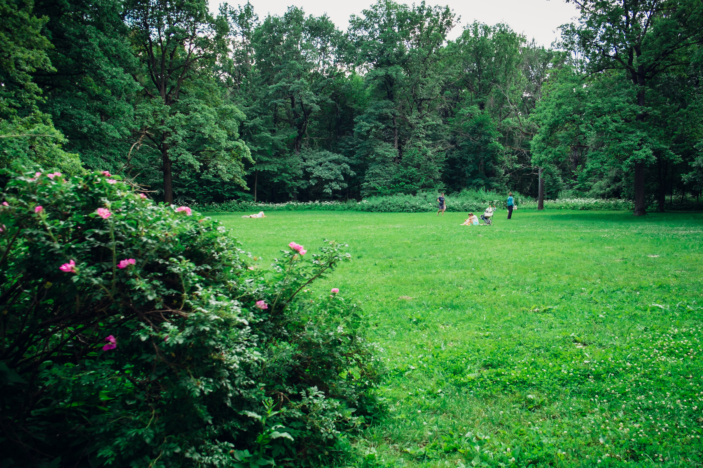 Главный ботанический сад. Видеограф и фотограф на свадьбу в Москве