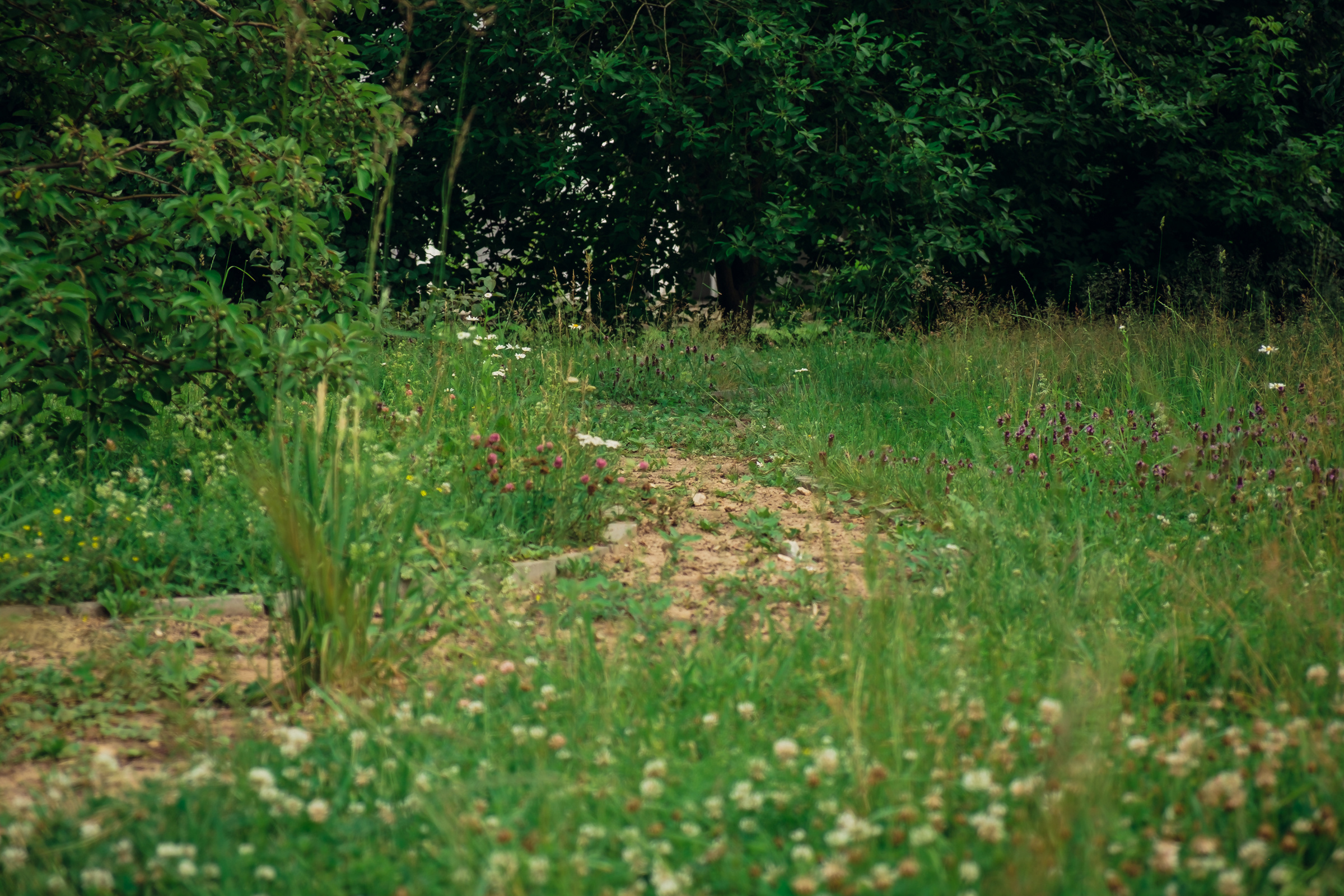Главный ботанический сад. Видеограф и фотограф на свадьбу в Москве