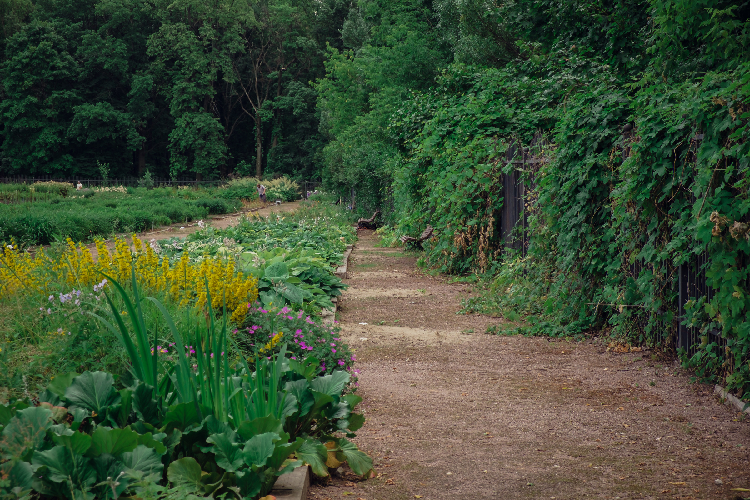 Главный ботанический сад. Видеограф и фотограф на свадьбу в Москве