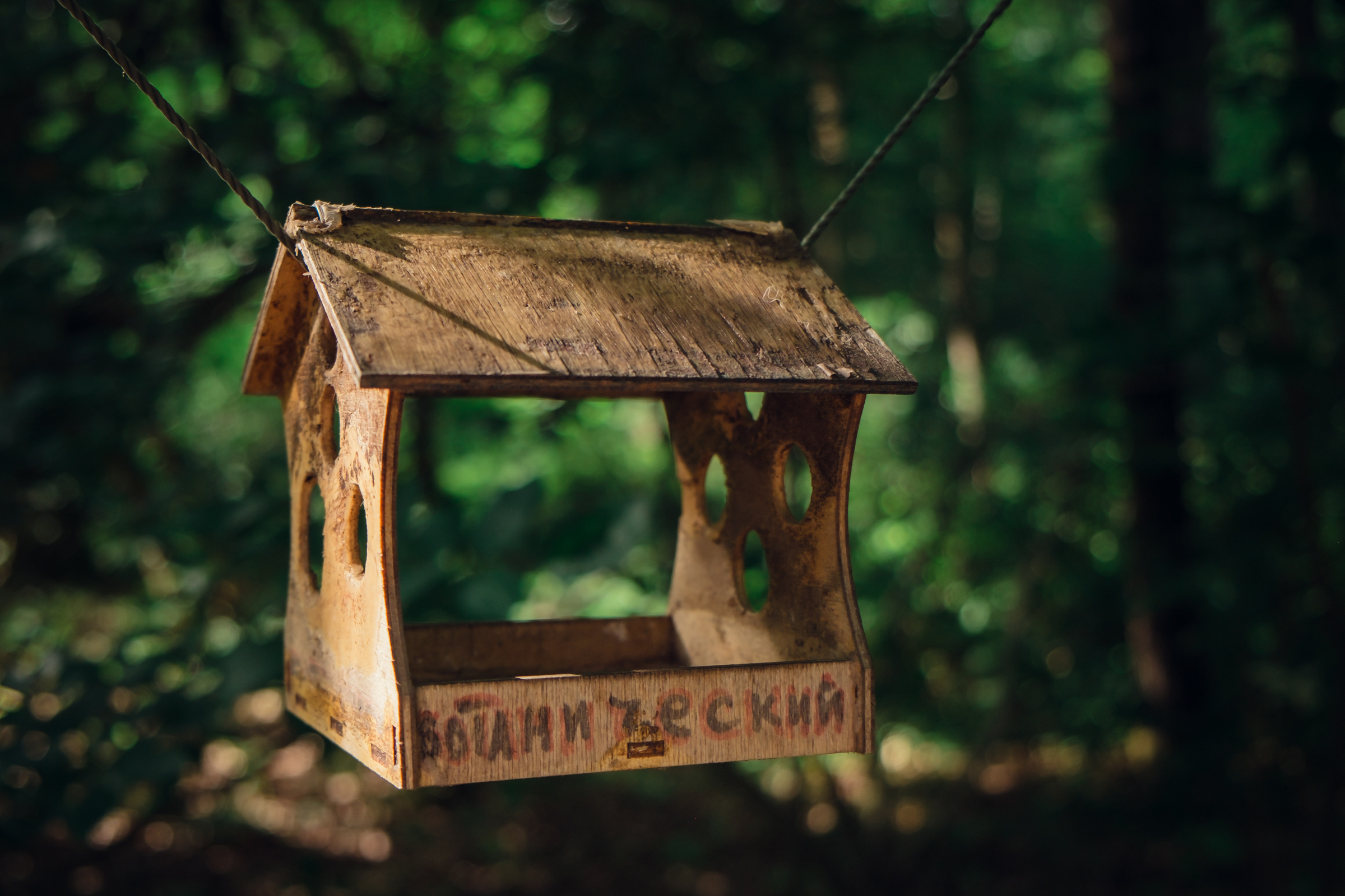 Главный ботанический сад. Видеограф и фотограф на свадьбу в Москве