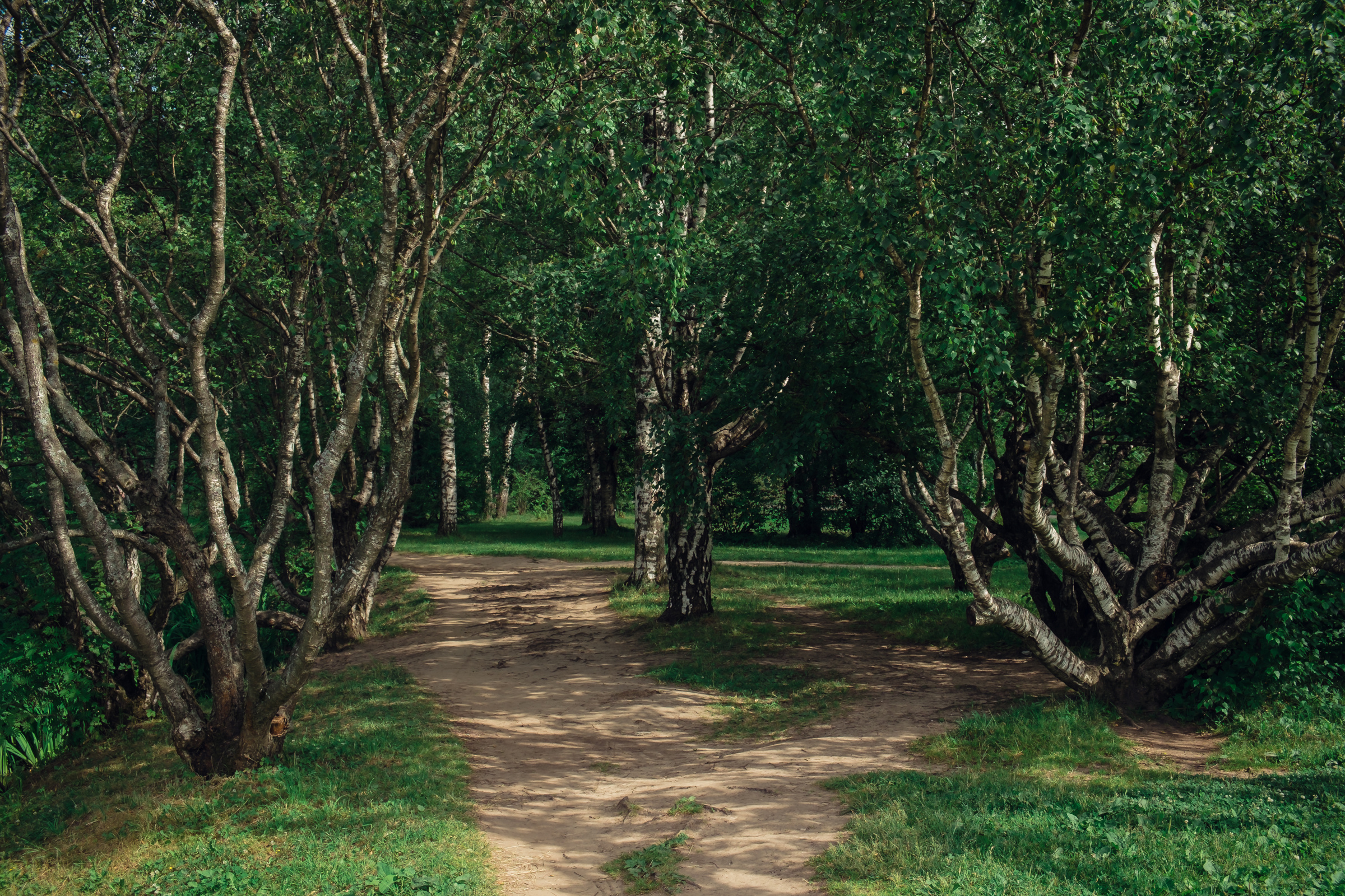 Главный ботанический сад. Видеограф и фотограф на свадьбу в Москве