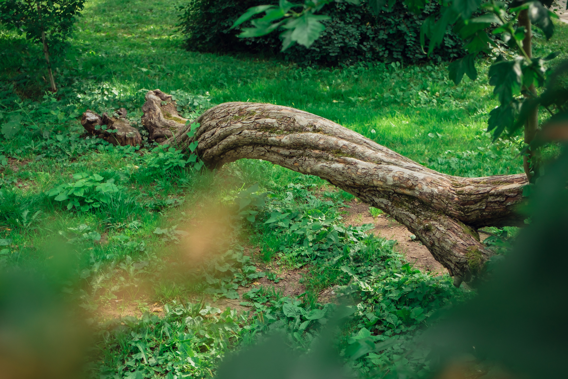 Главный ботанический сад. Видеограф и фотограф на свадьбу в Москве