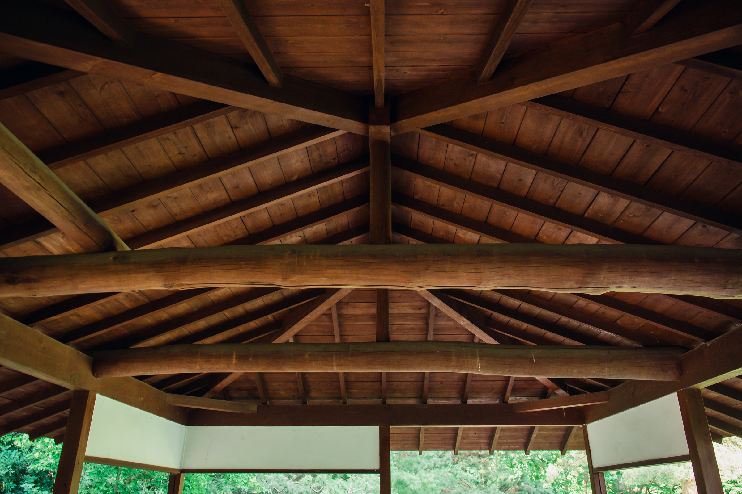 Главный ботанический сад. Видеограф и фотограф на свадьбу в Москве