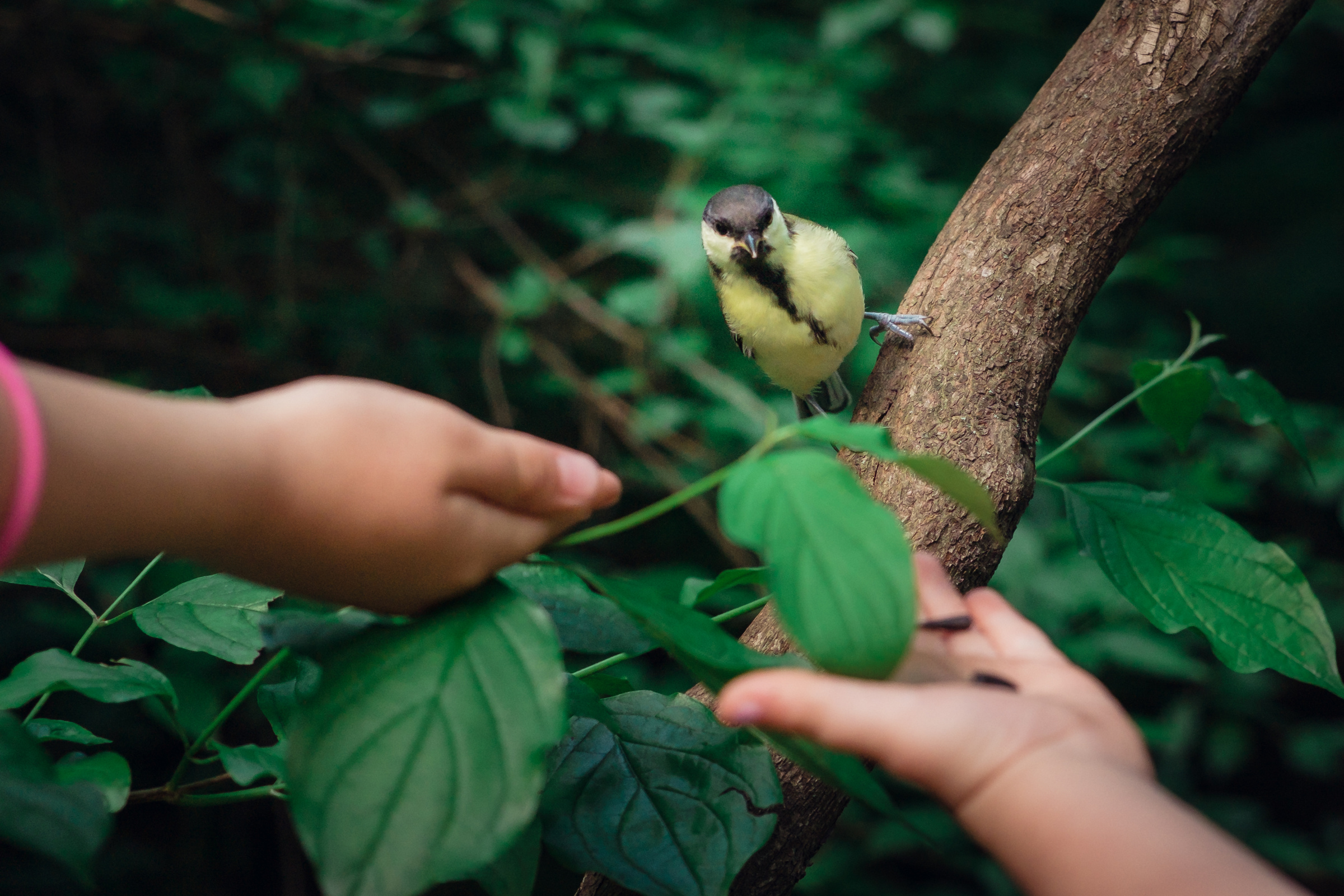 Главный ботанический сад. Видеограф и фотограф на свадьбу в Москве