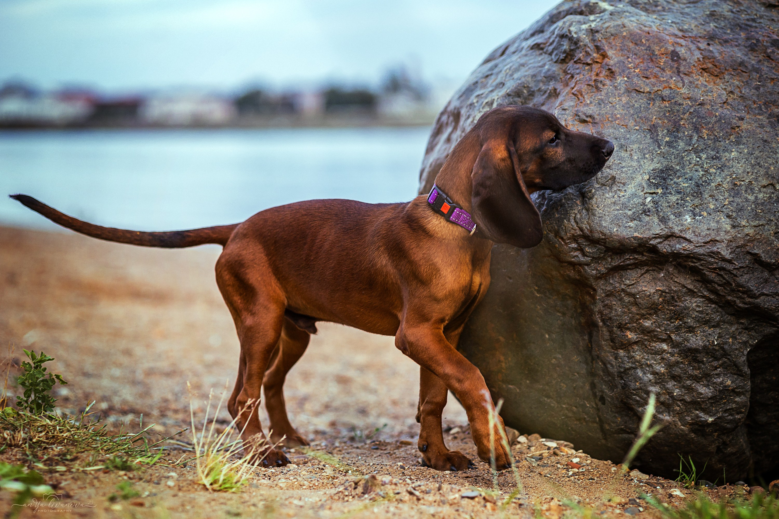Баварчик. Фотограф анималист Аня Ливанова | Рыбинск