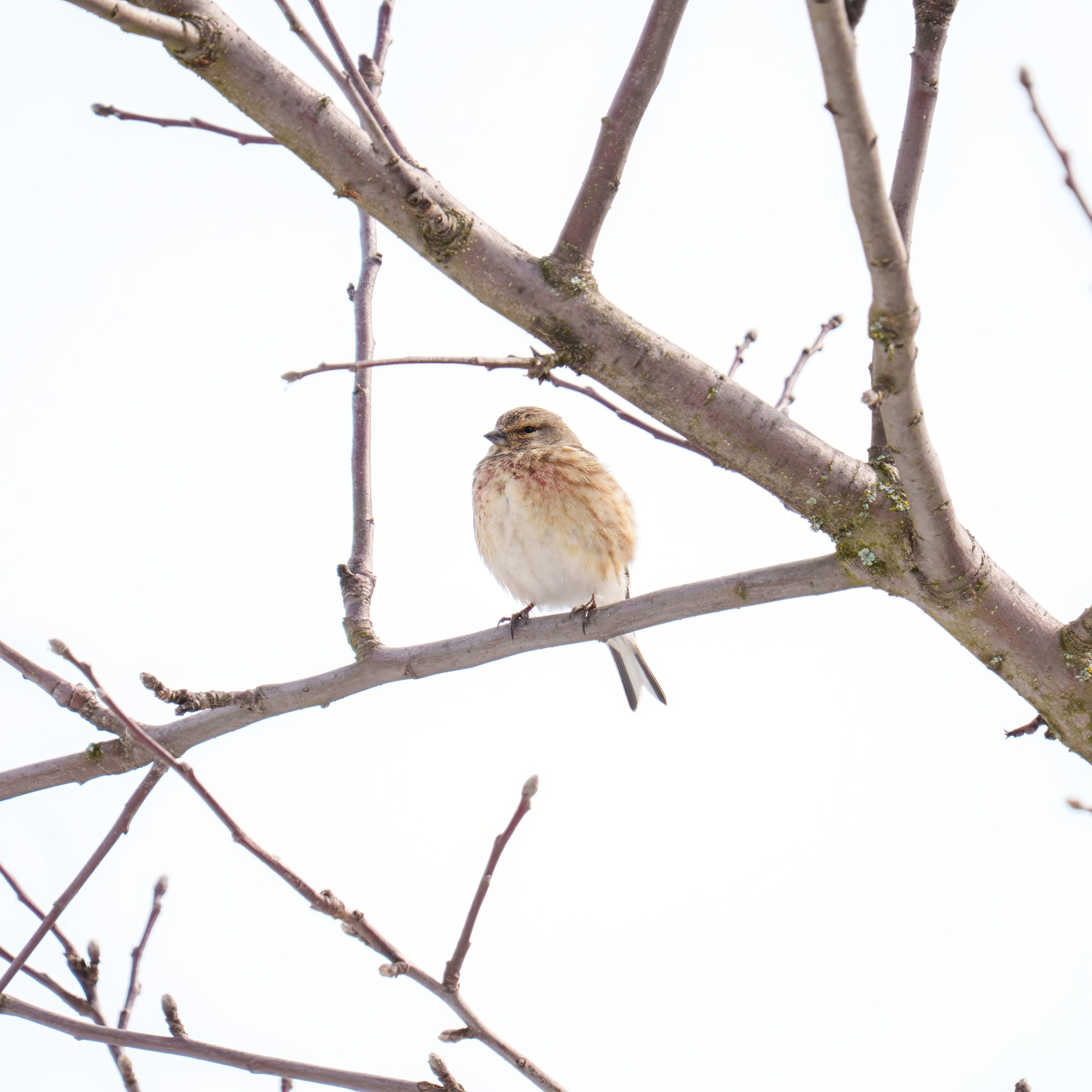 Animals — Животные