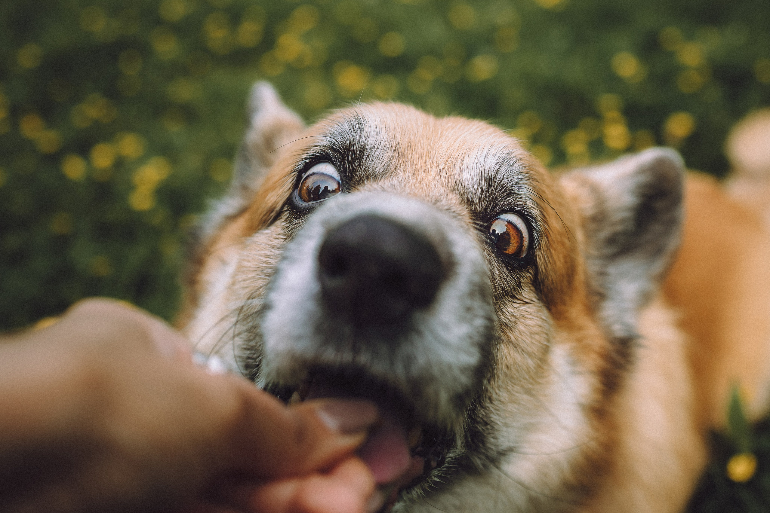 Ира, Леша и Харли