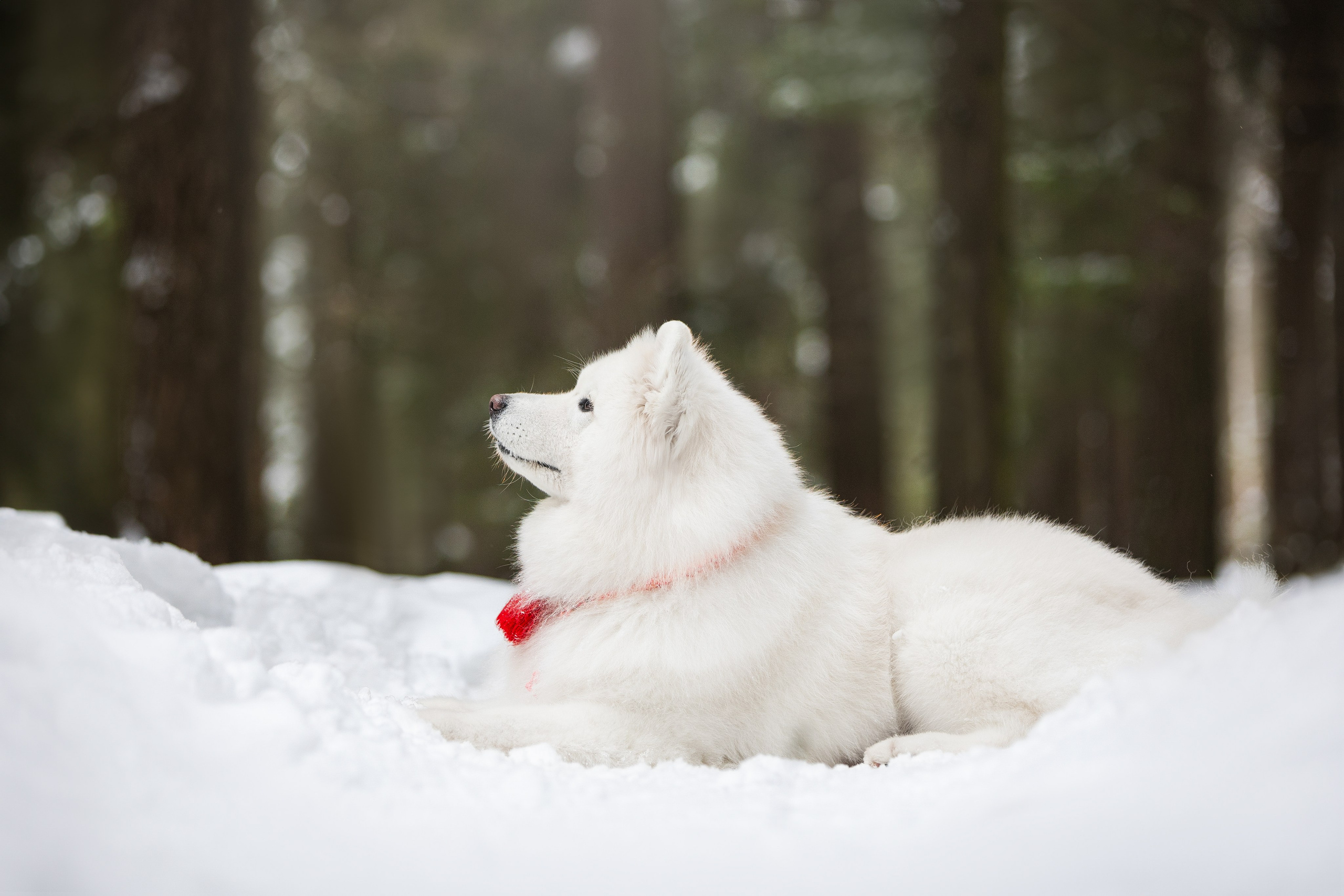 Валя, Варя и Лада. Фотограф анималист в Москве Майорова Евгения
