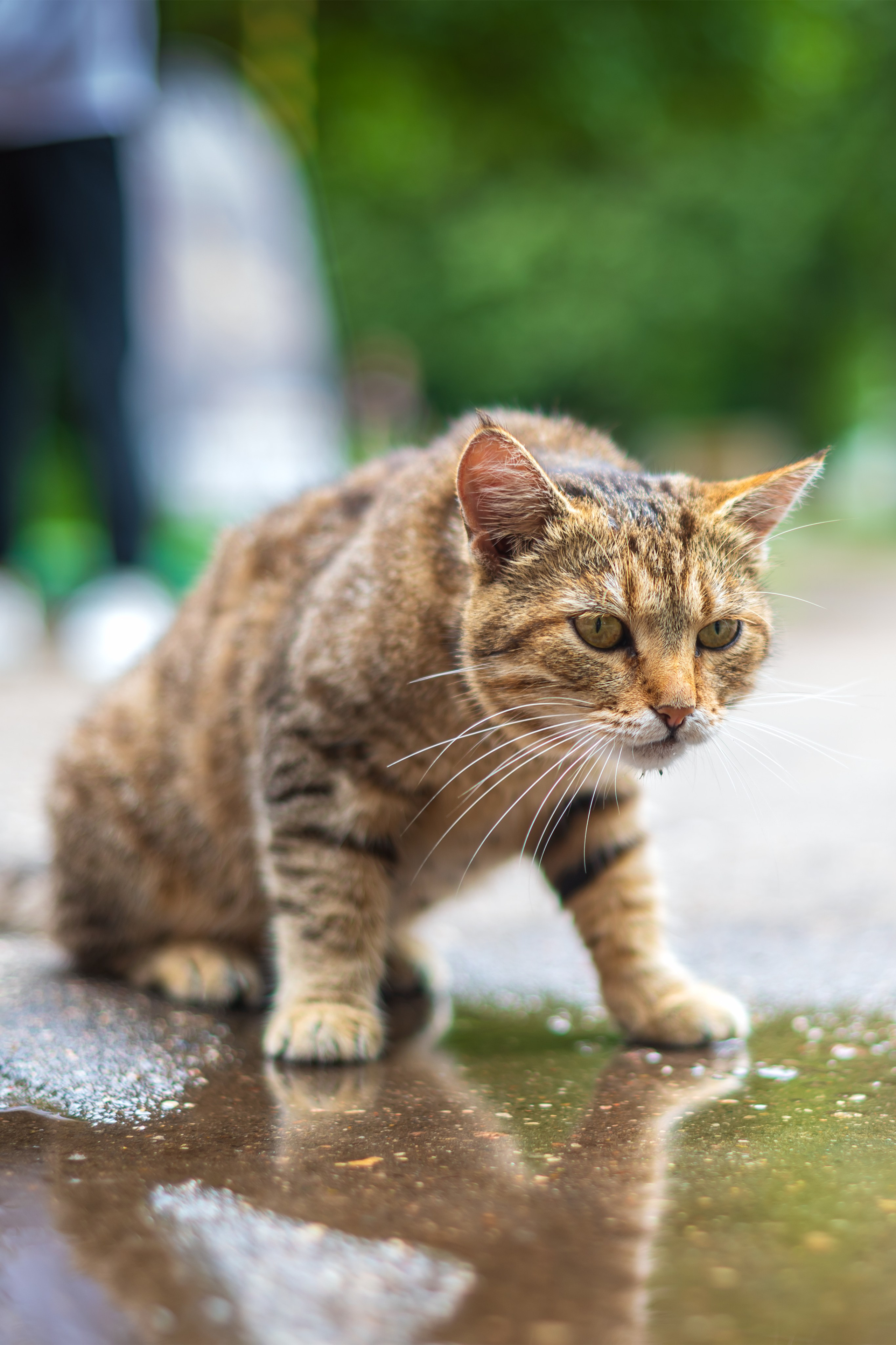 Животные. Фотограф в Москве Демьян Лопатов