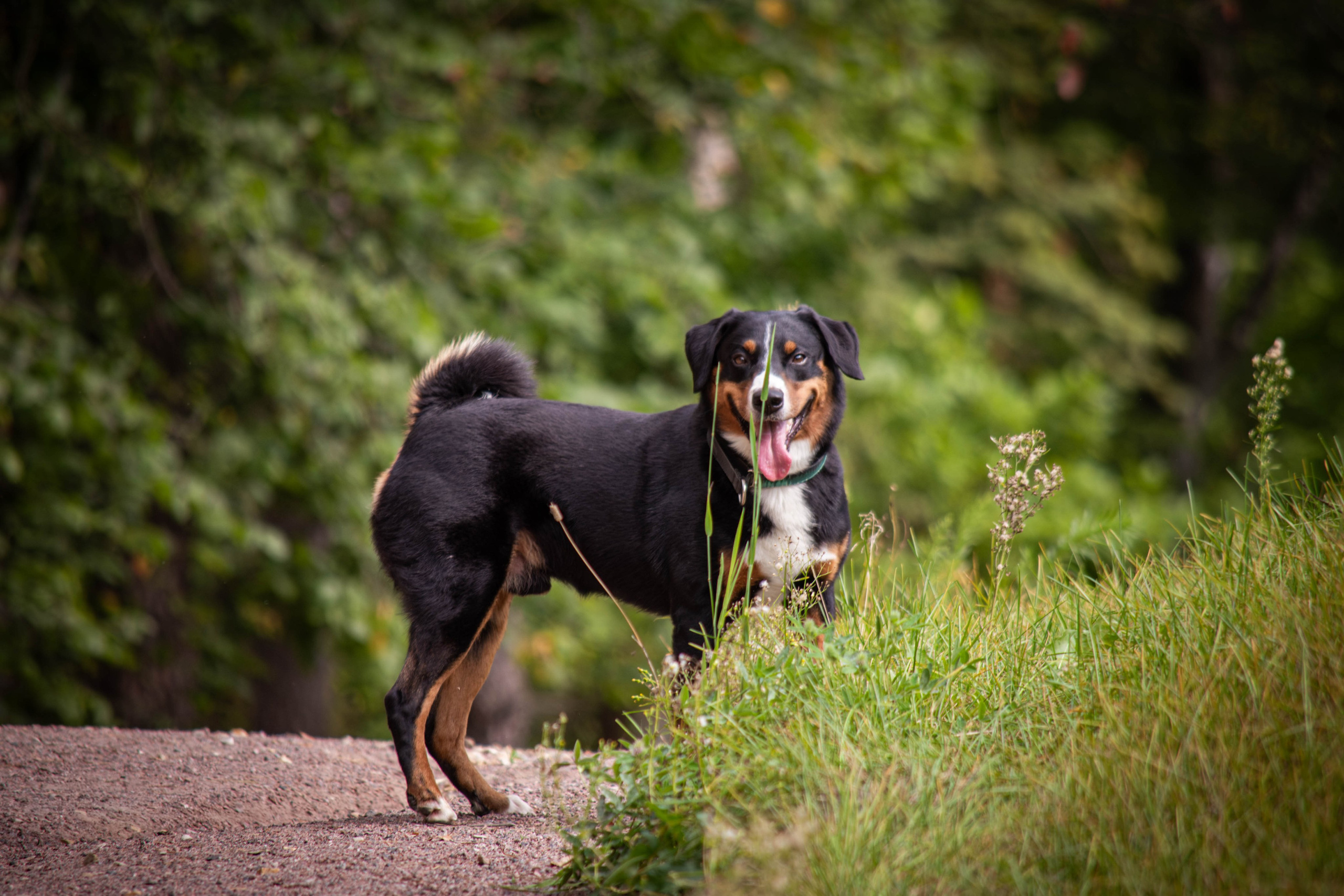 Микки и Юля. Фотограф Светлана Блинова, Москва и Московская область