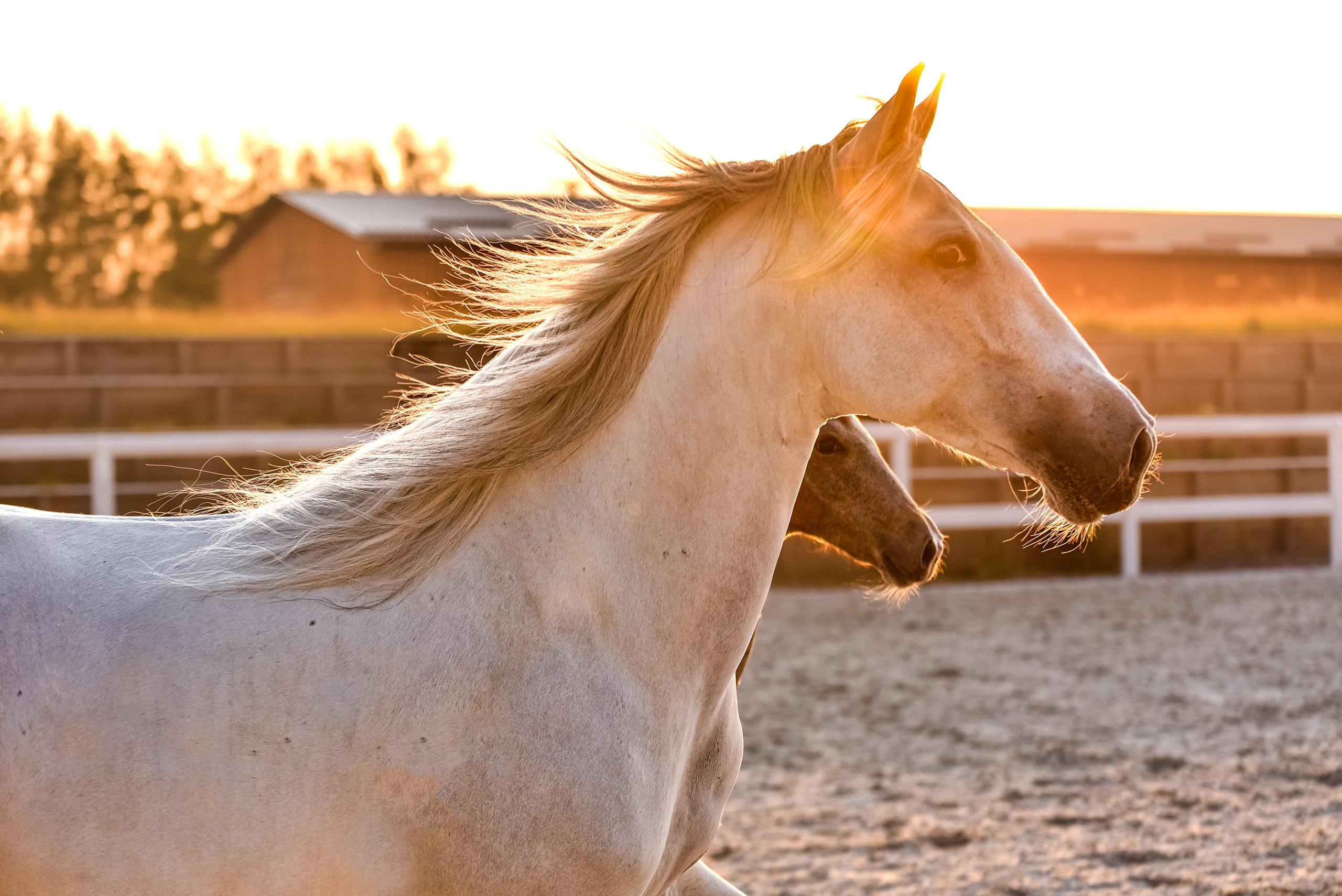 Лошади на свободе, съемка лошадей, экстерьерная съемка, фотосессия