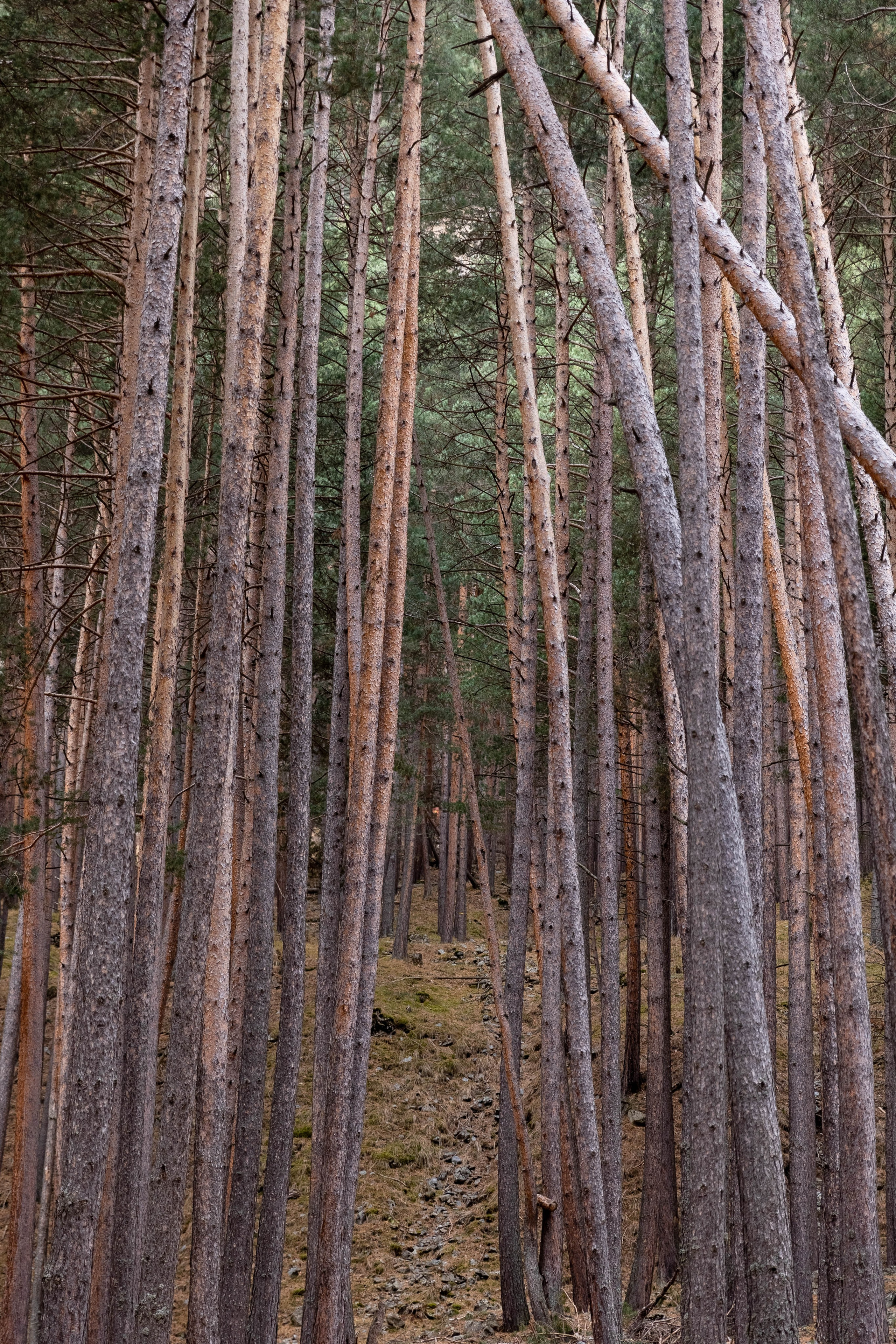Wood 5642. Главная