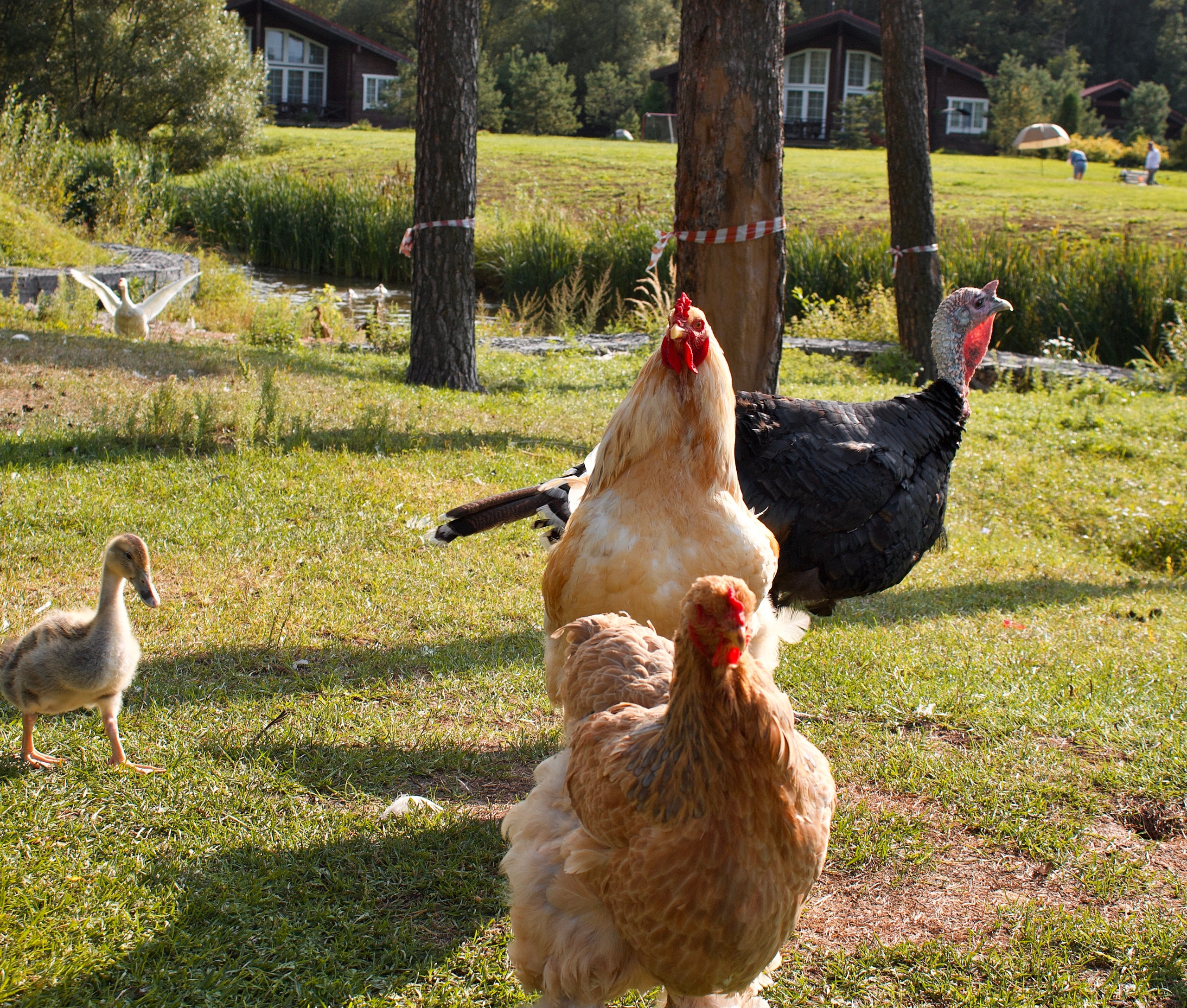 Анималистическая. KUPINИ | ФОТО — сайт портфолио по мультижанровой съёмке | фотограф Сергей Мар
