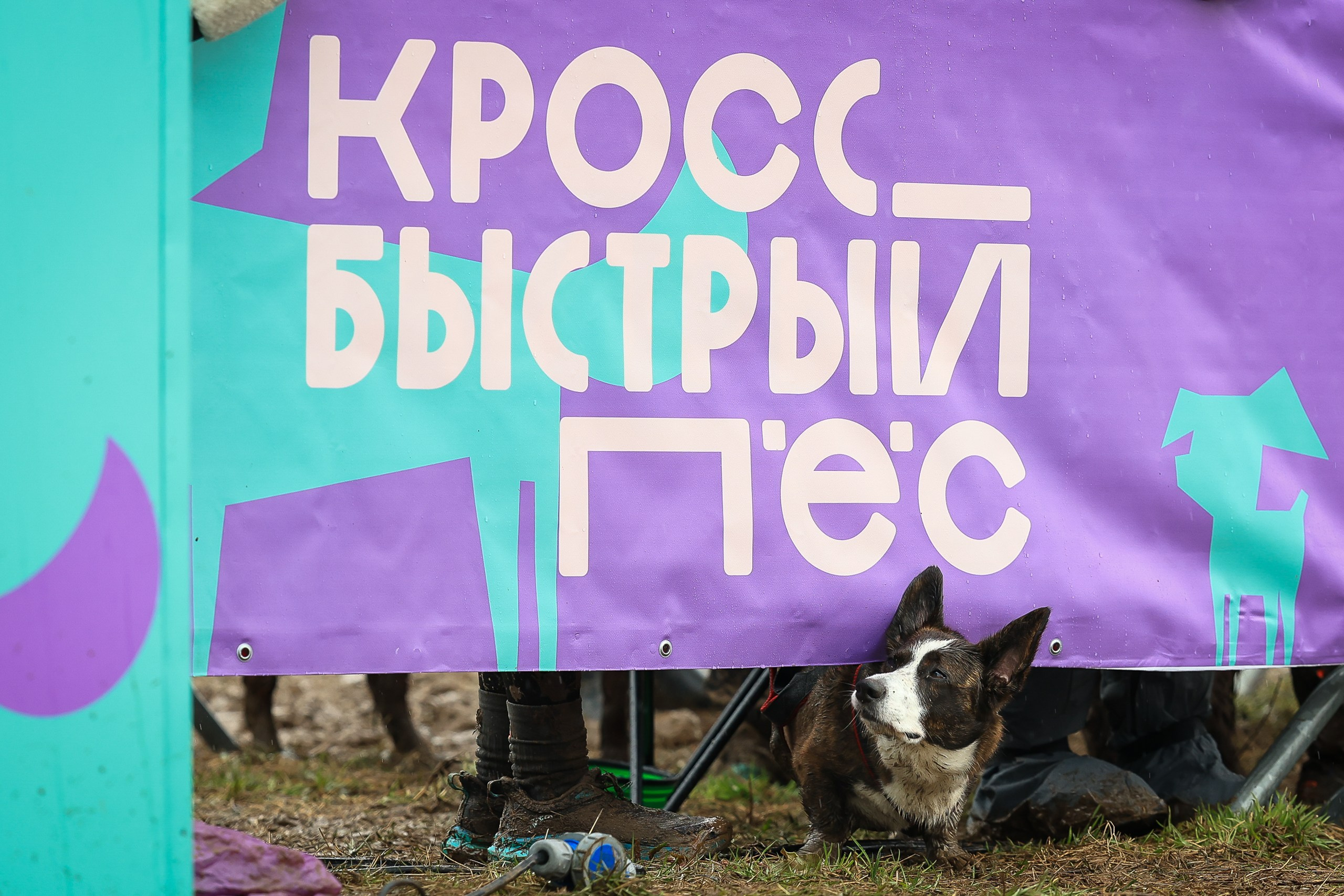 Быстрый Пёс!. Свадебная фотосъёмка в Москве, Туле