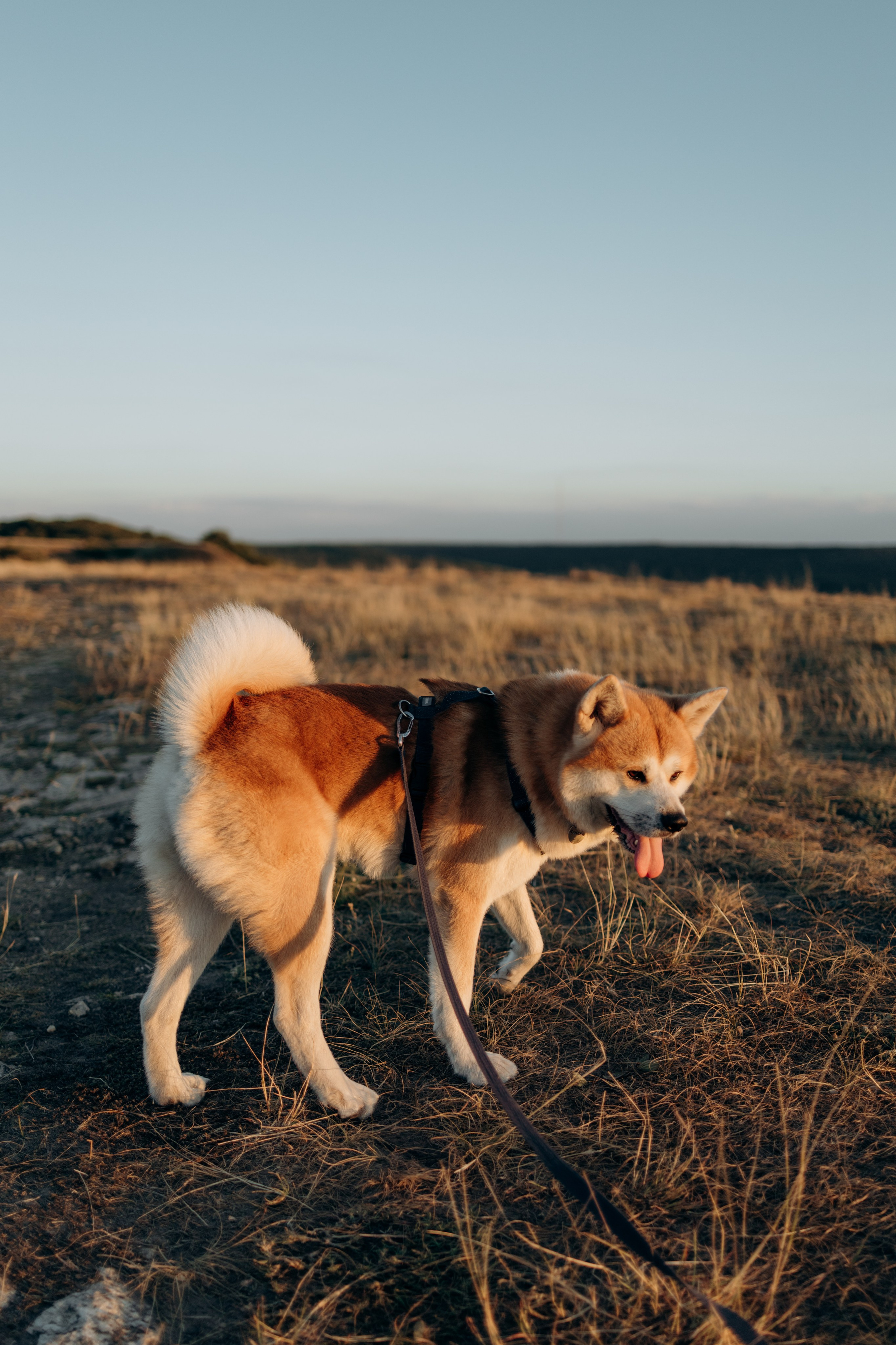 Надя, Илья и Танджи. Майорова Валерия Фотограф Ставрополь