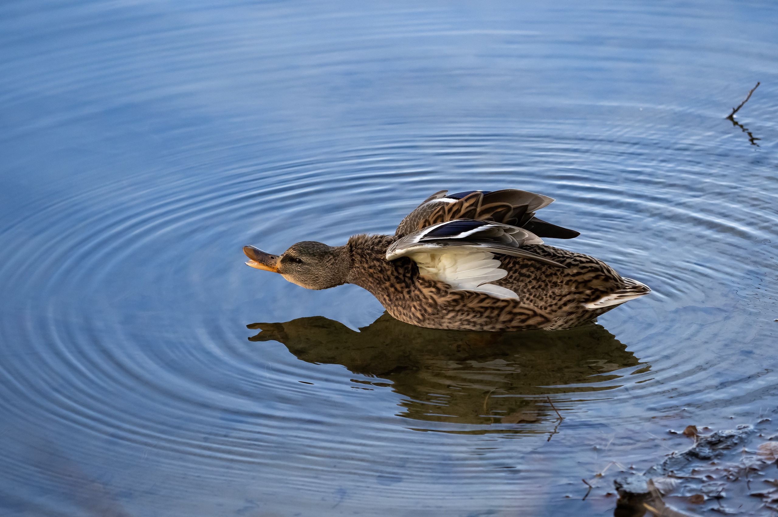 Красота Заречного. Репортажный, семейный и детский фотограф в Пензе и Заречном Арина Ермилова. Картины барельеф на заказ