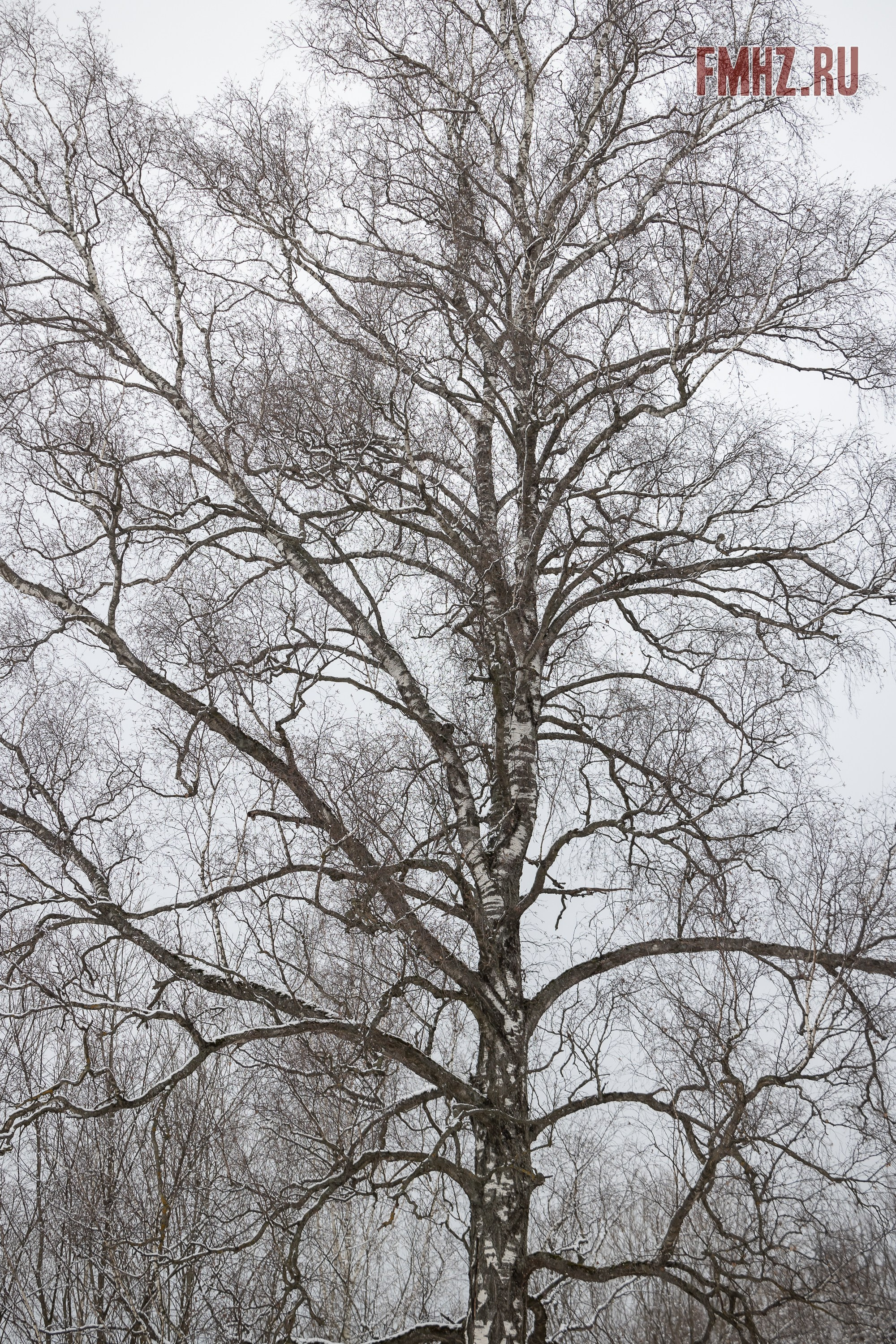 Масленица на аллее памяти «Вечный сезон» 02.03.2025. Фотограф Владимир Охрименко