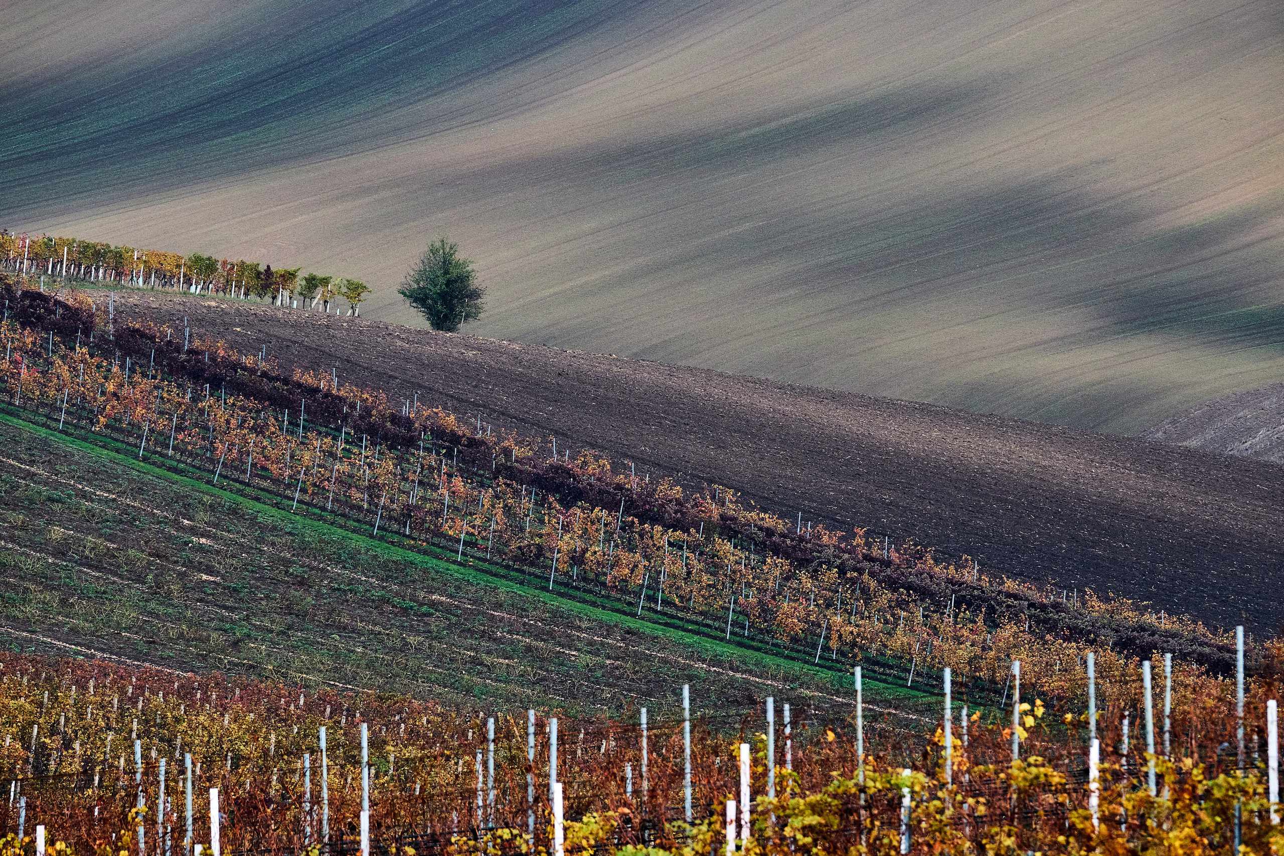 Пейзажи. Портретный фотограф в Москве Пётр Дедковский