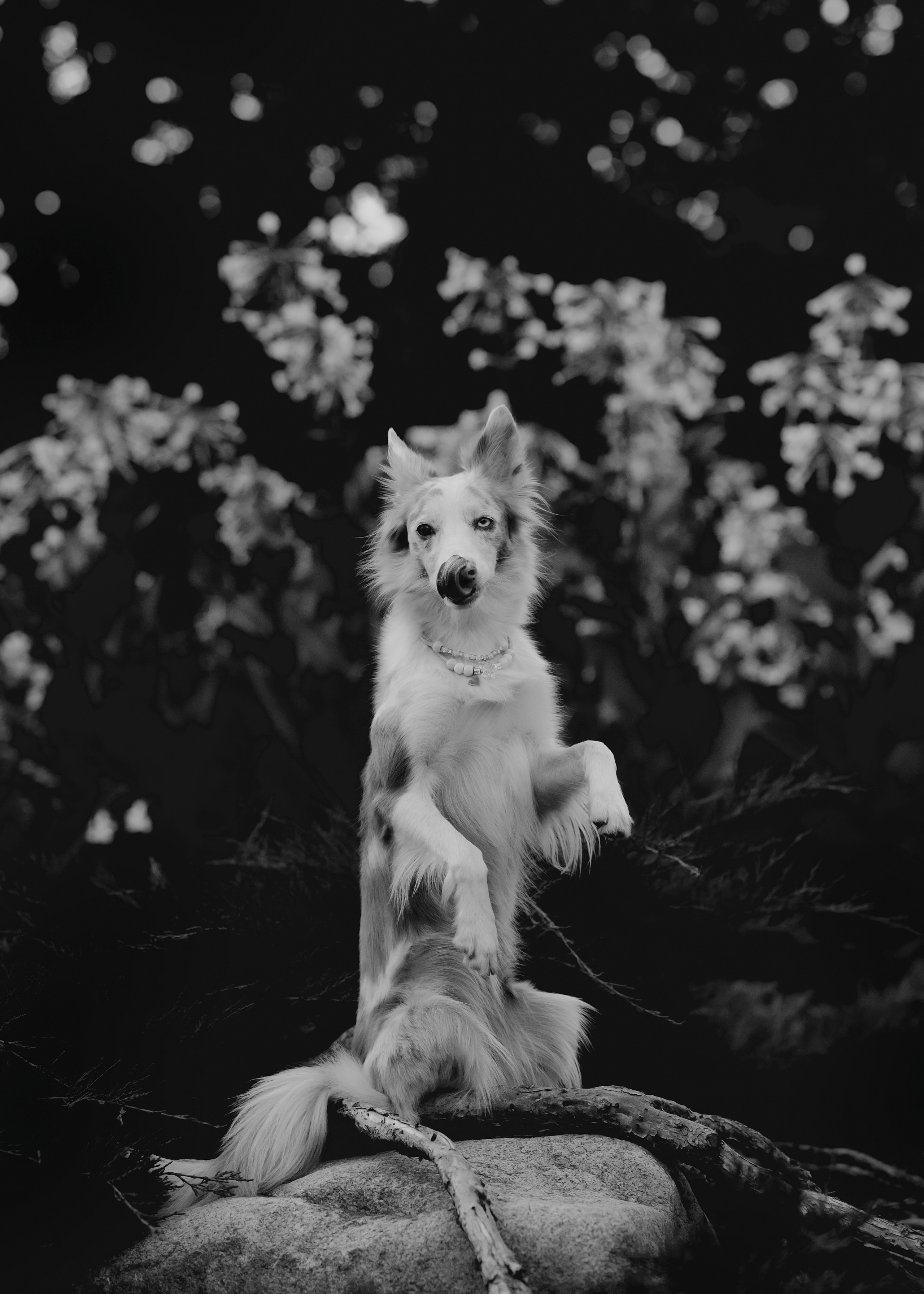 Вэй. Фотограф- анималист Александра Матвеева