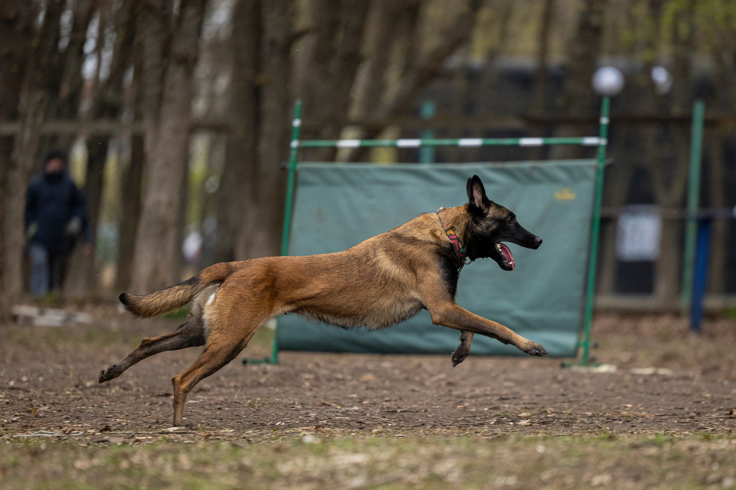 Квалификационные состязания по мондьорингу г. Вологда 11.05.24. Фотограф-анималист Анна Маринич